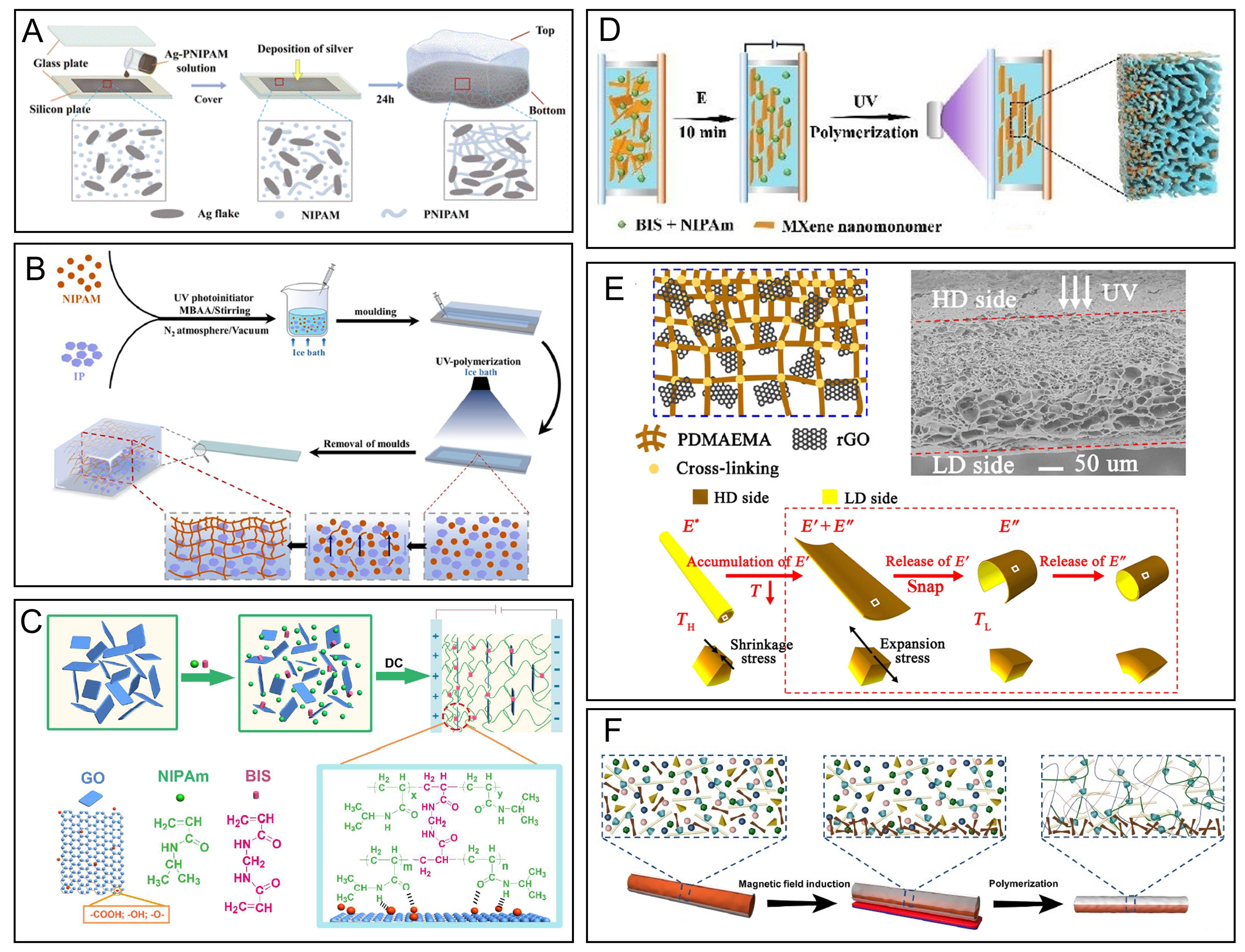 Hydrogel actuators: from building blocks selection, anisotropic structures design to multifunctional applications