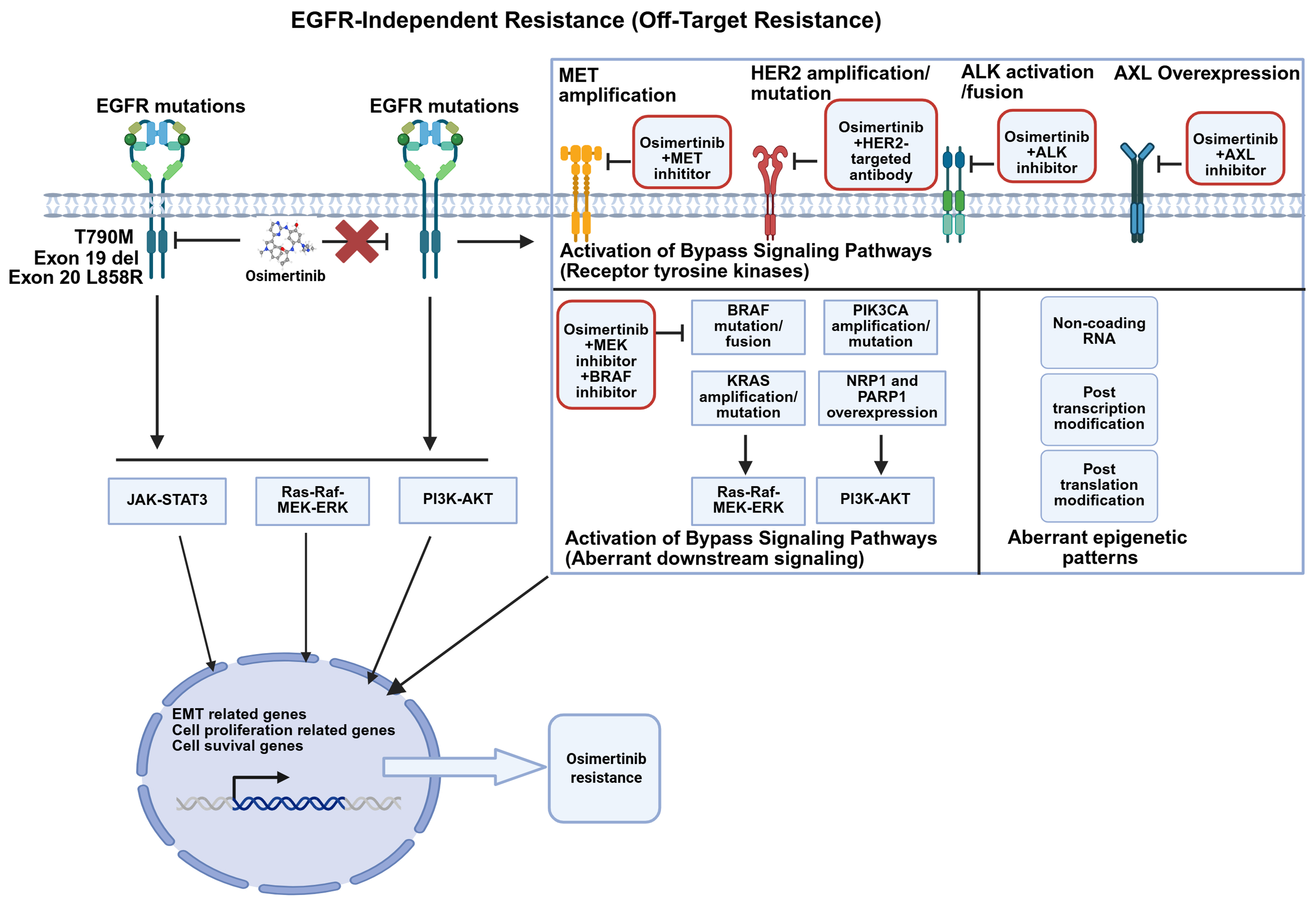 Osimertinib acquired resistance among patients with EGFR-mutated NSCLC: from molecular mechanisms to clinical therapeutic strategies