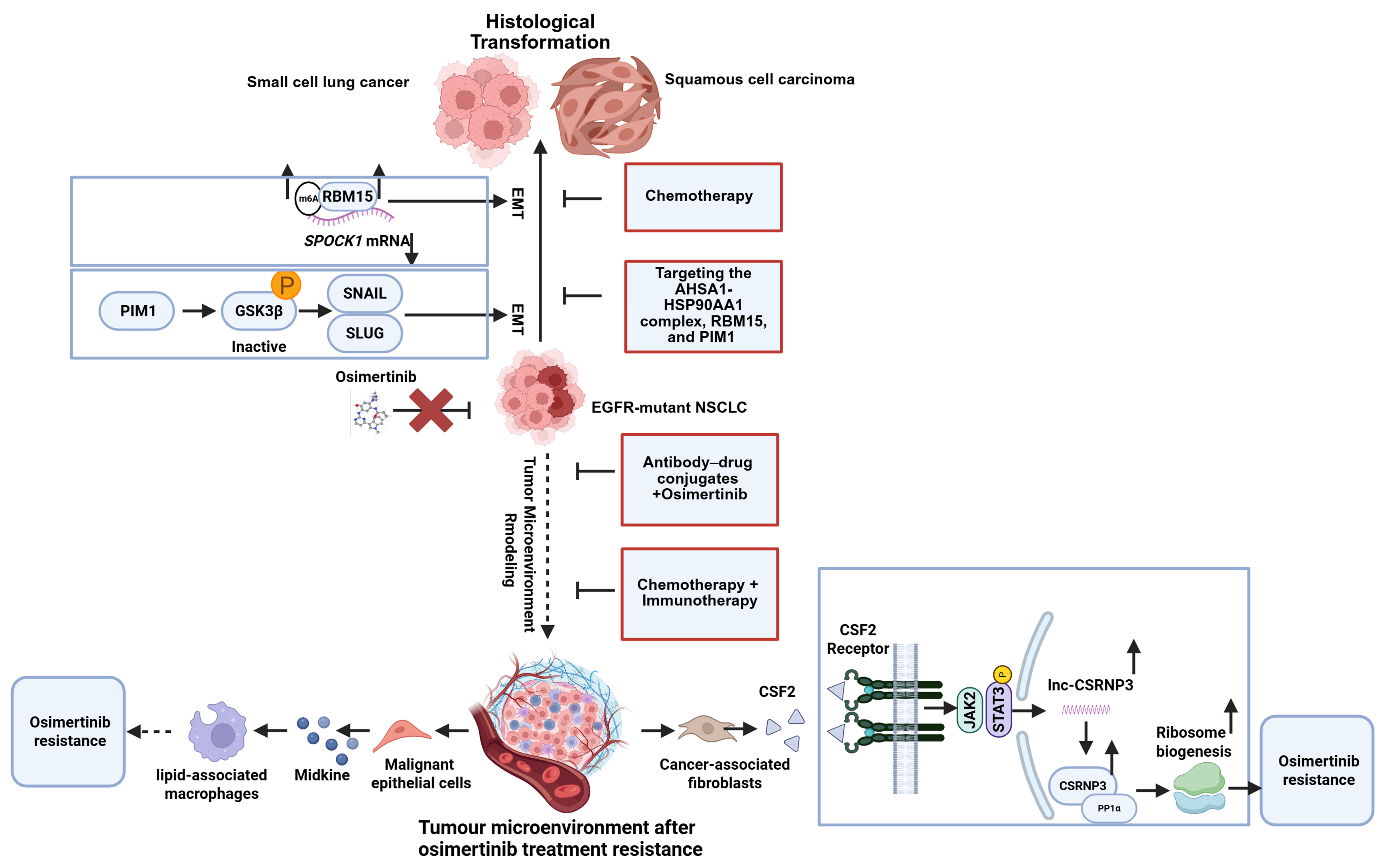 Osimertinib acquired resistance among patients with EGFR-mutated NSCLC: from molecular mechanisms to clinical therapeutic strategies