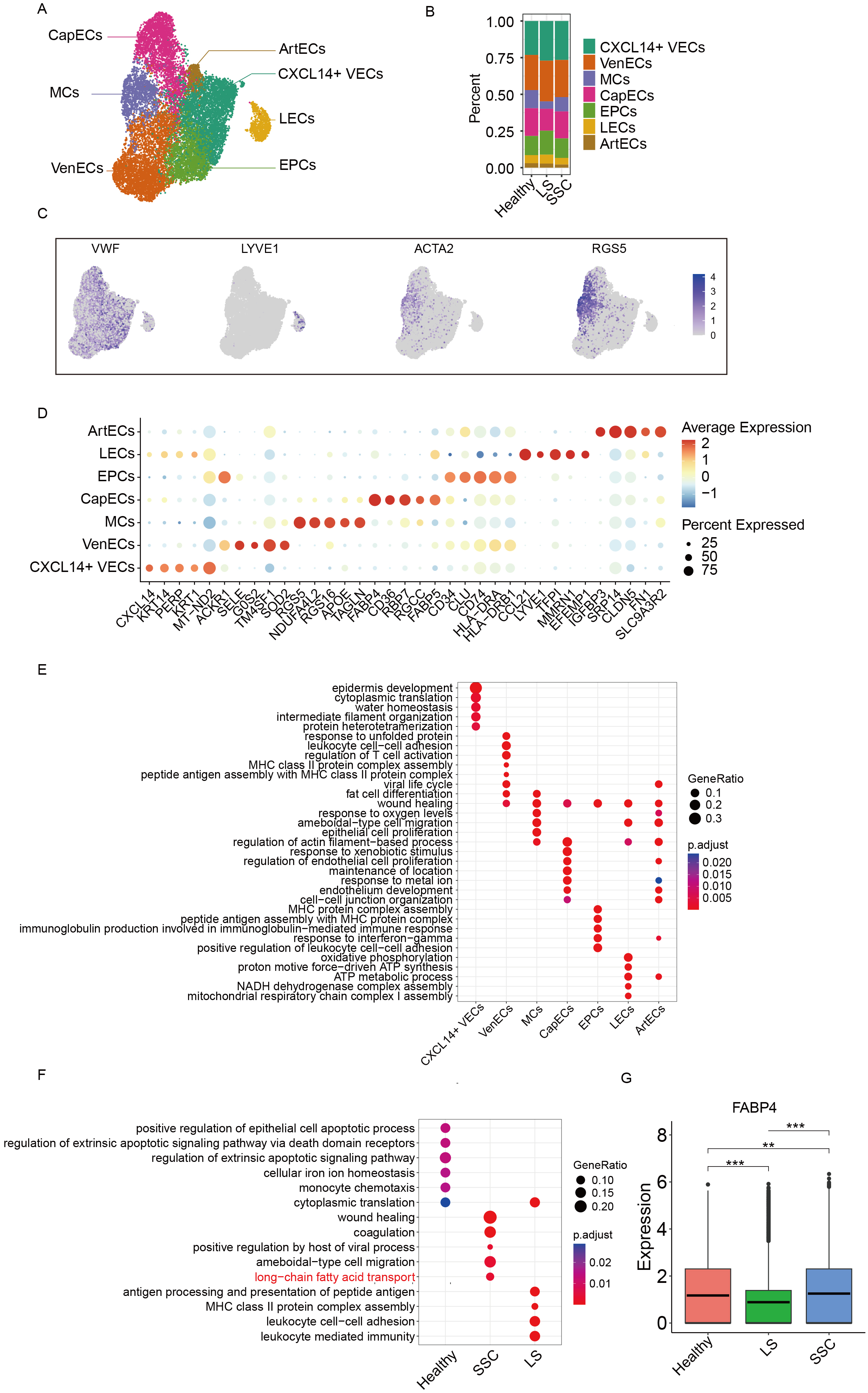 Endothelial cell heterogeneity and immune-metabolic crosstalk in scleroderma: insights from single-cell RNA sequencing