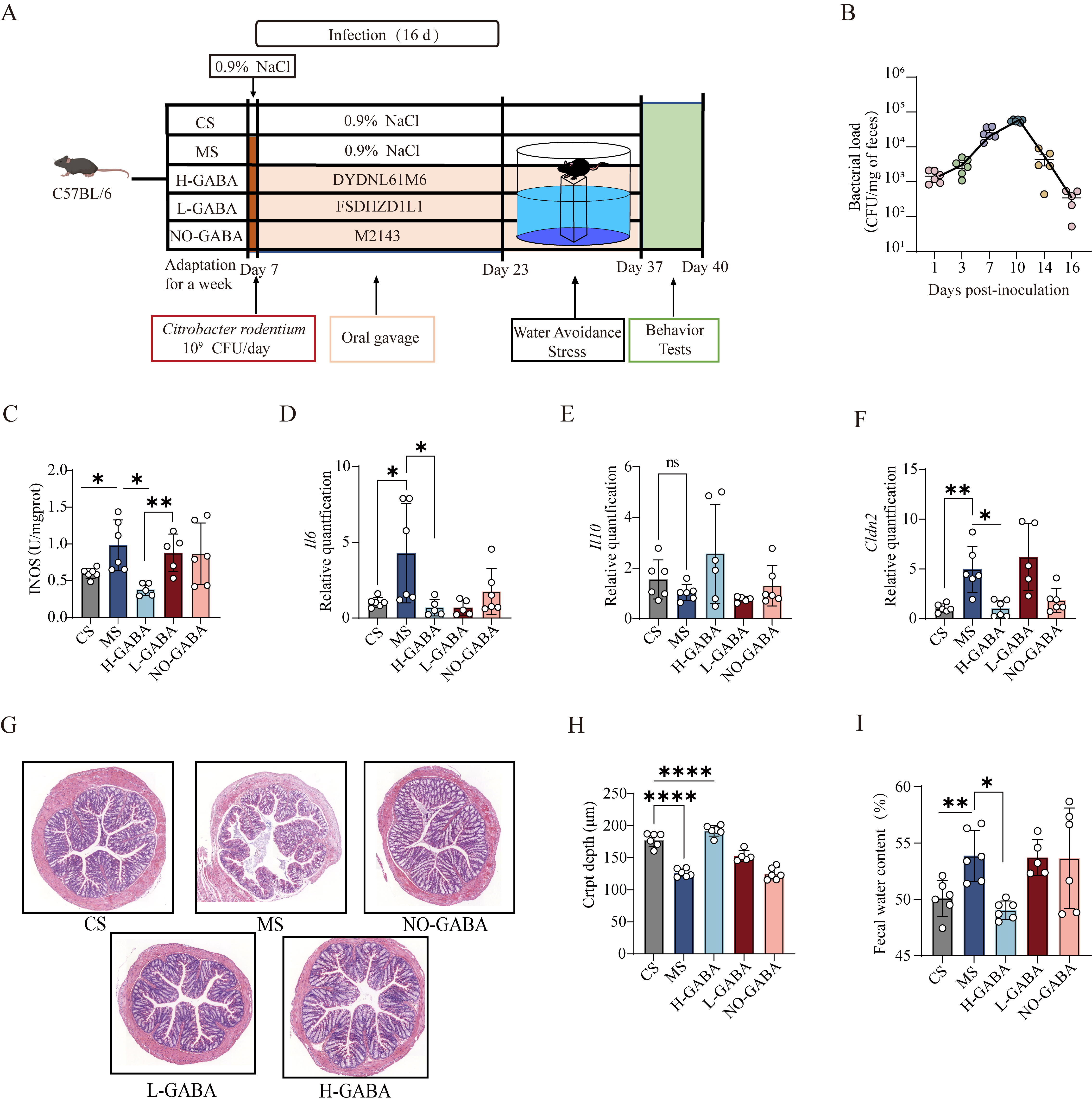 GABA-producing <i>Lactococcus lactis</i> alleviates gut dysfunction and neurobehavioral abnormalities associated with irritable bowel syndrome