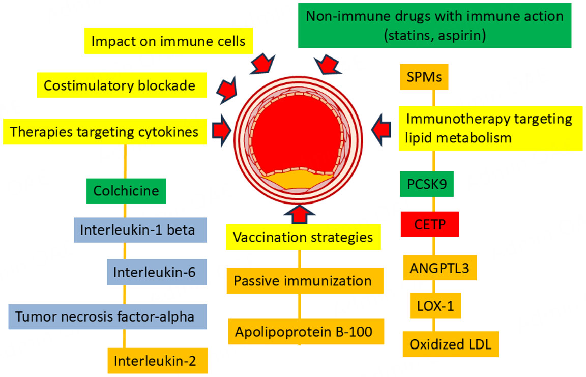 Immunology of atherosclerosis: problems and prospects of immunotherapy