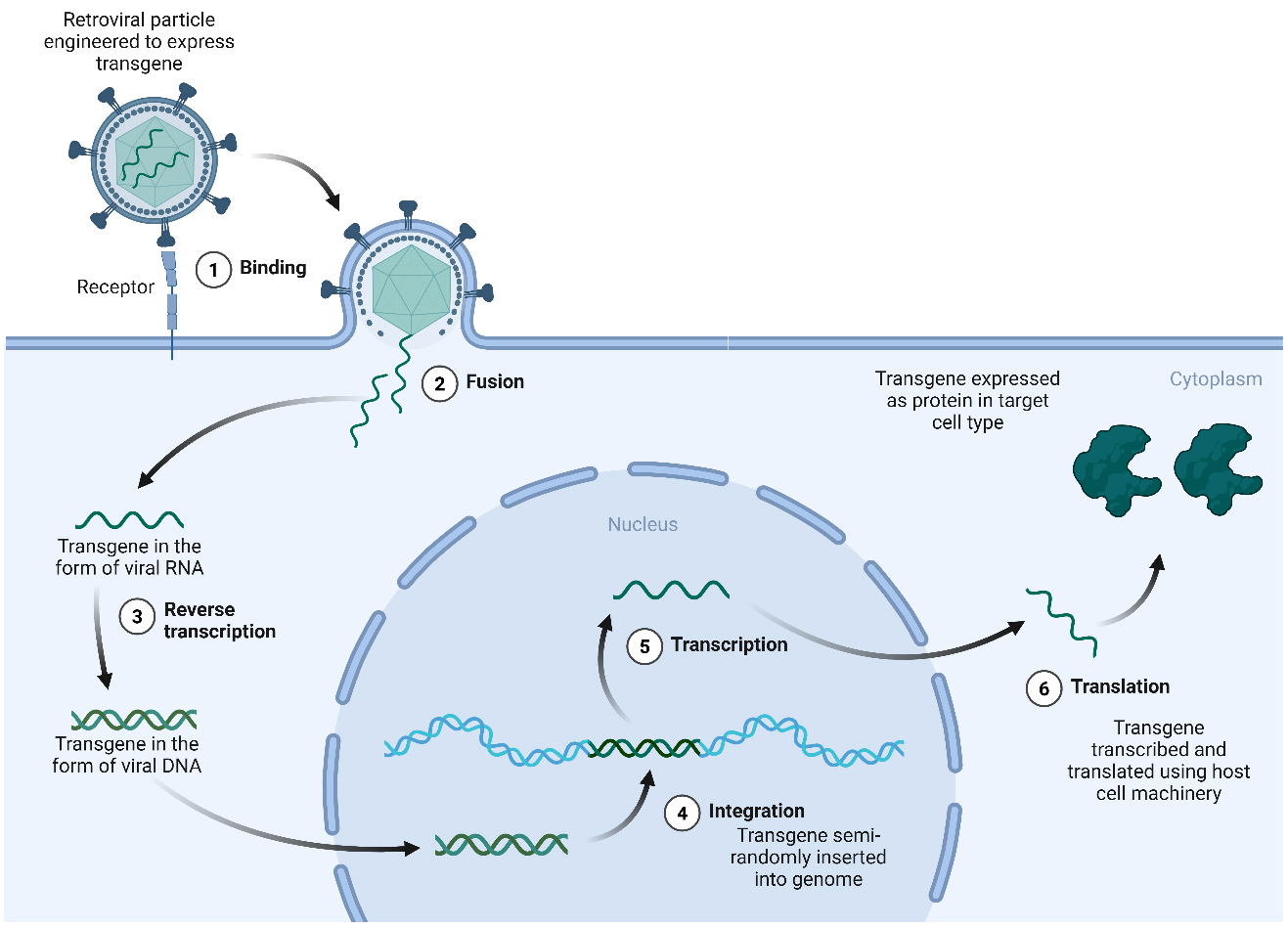 Gene therapy for inborn errors of immunity: past progress, current status and future directions
