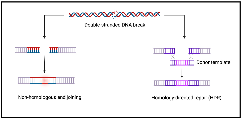 Gene therapy for inborn errors of immunity: past progress, current status and future directions