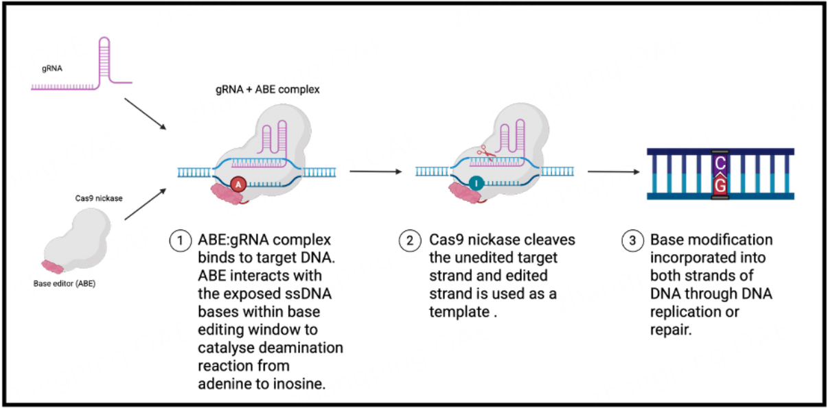 Gene therapy for inborn errors of immunity: past progress, current status and future directions