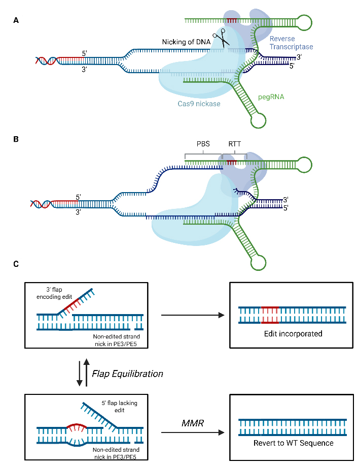 Gene therapy for inborn errors of immunity: past progress, current status and future directions