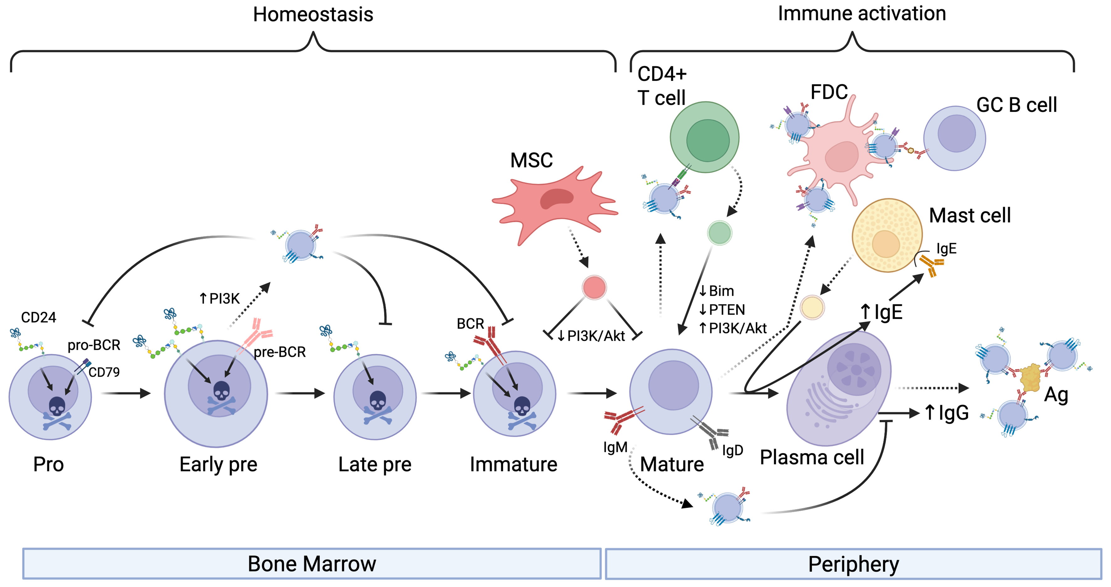 Extracellular vesicles in malignant and normal B lymphocyte growth and development
