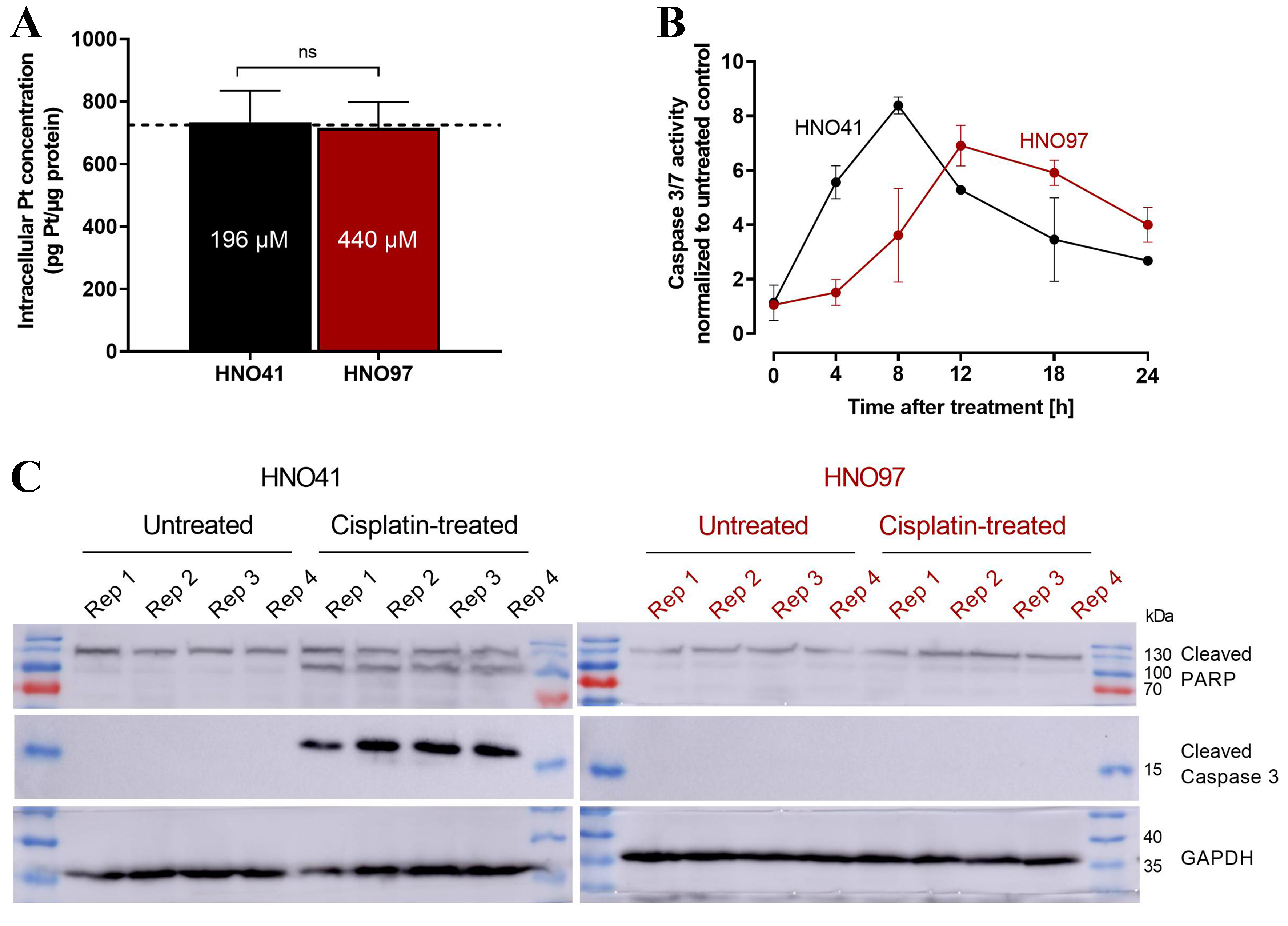 Cisplatin resistance in head and neck squamous cell carcinoma is linked to DNA damage response and cell cycle arrest transcriptomics rather than poor drug uptake