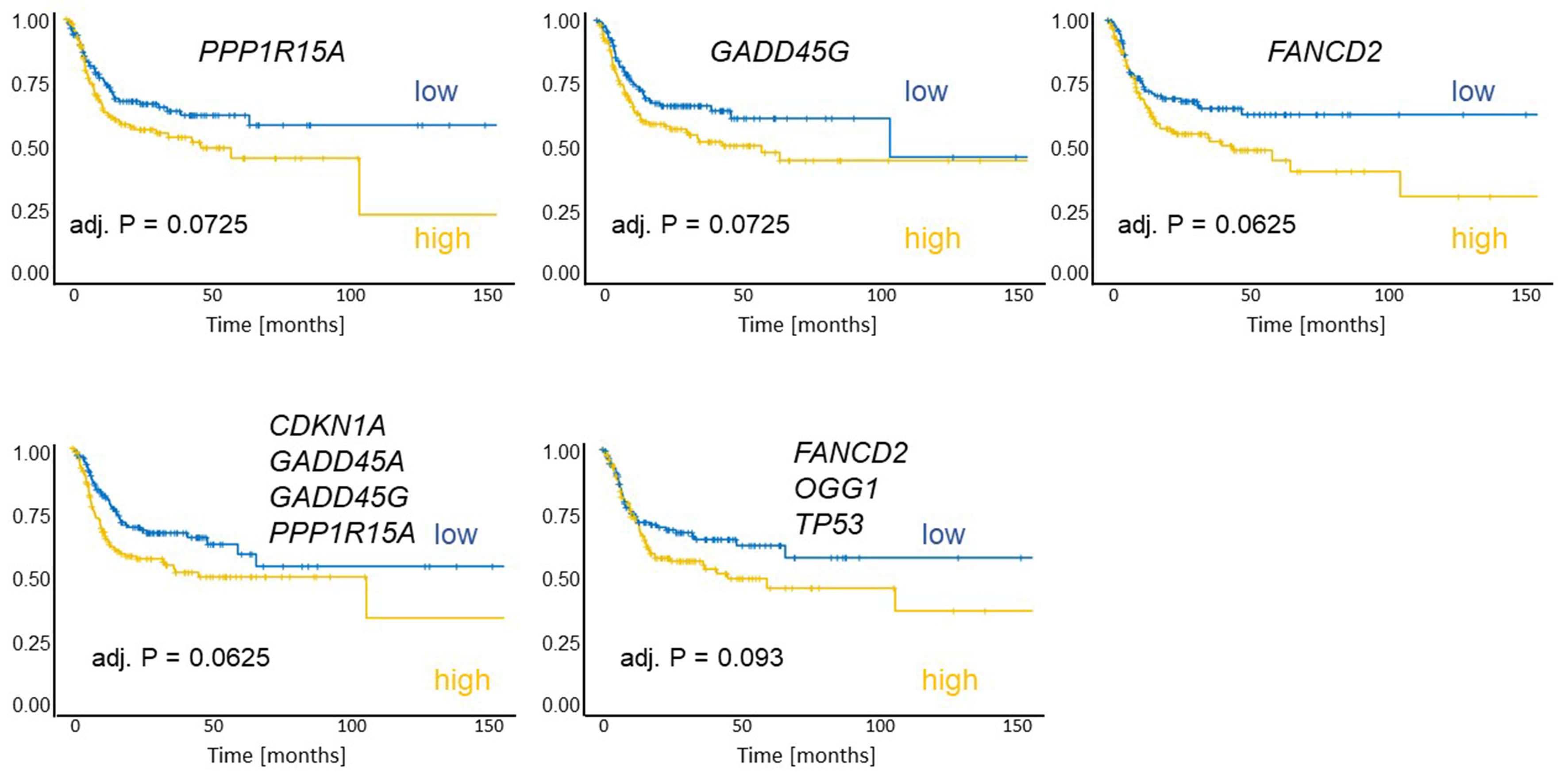 Cisplatin resistance in head and neck squamous cell carcinoma is linked to DNA damage response and cell cycle arrest transcriptomics rather than poor drug uptake