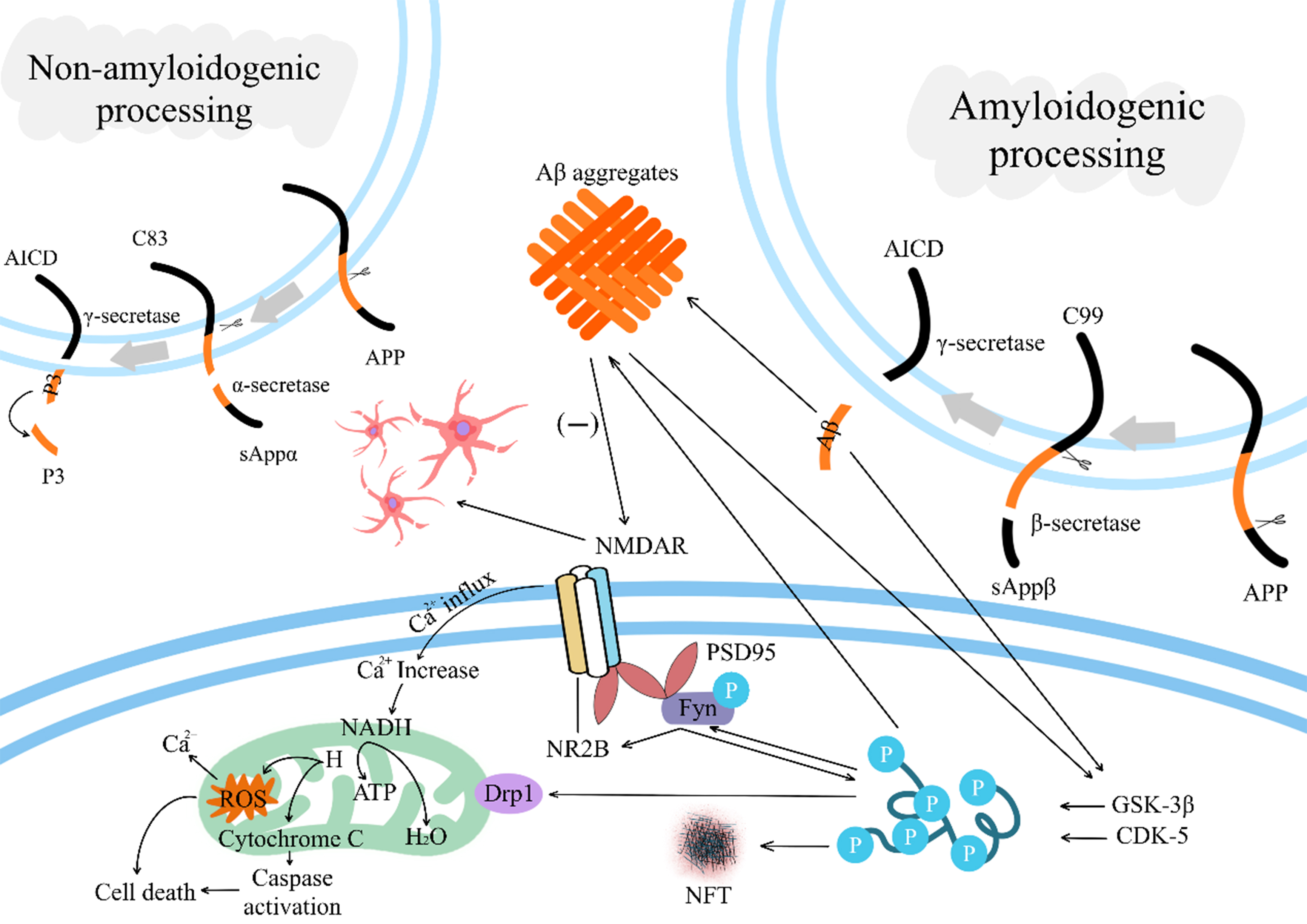Selection of five different types of animal models of Alzheimer’s disease: based on pathological similarity and research objectives