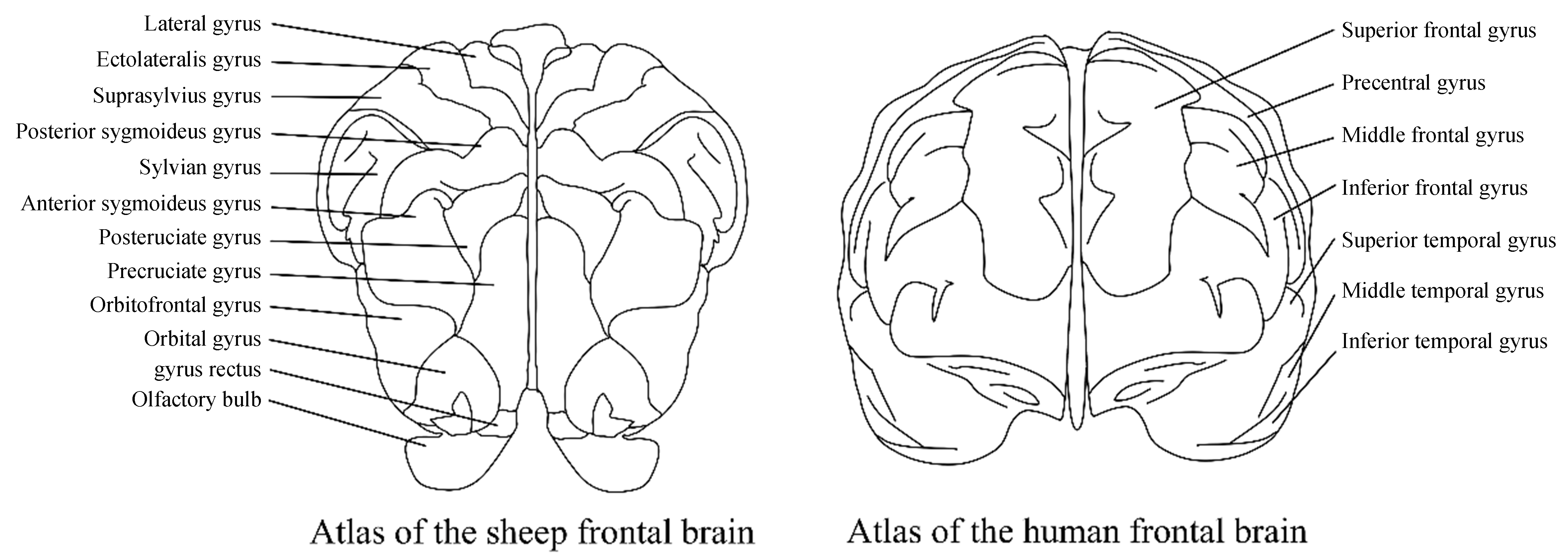 Selection of five different types of animal models of Alzheimer’s disease: based on pathological similarity and research objectives