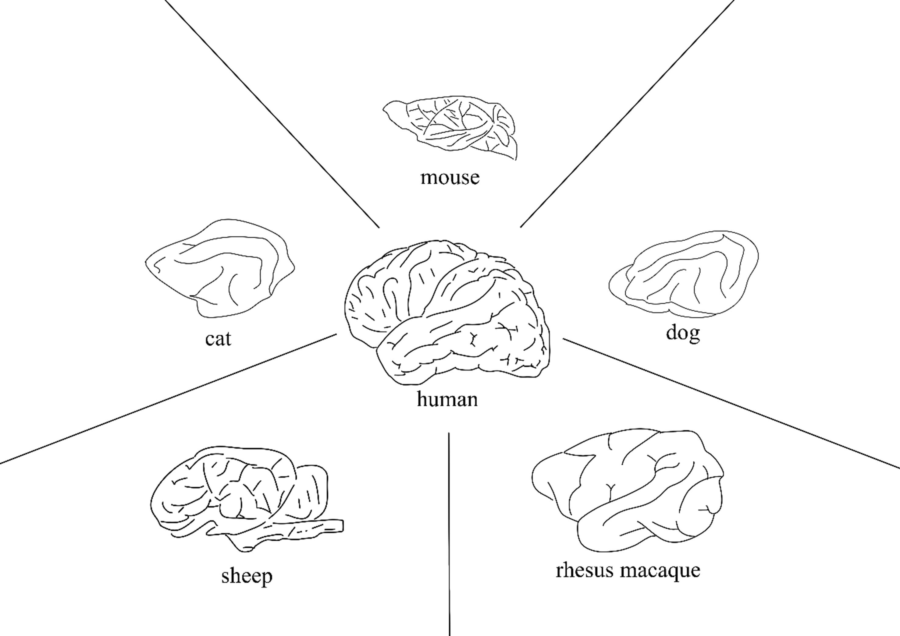 Selection of five different types of animal models of Alzheimer’s disease: based on pathological similarity and research objectives