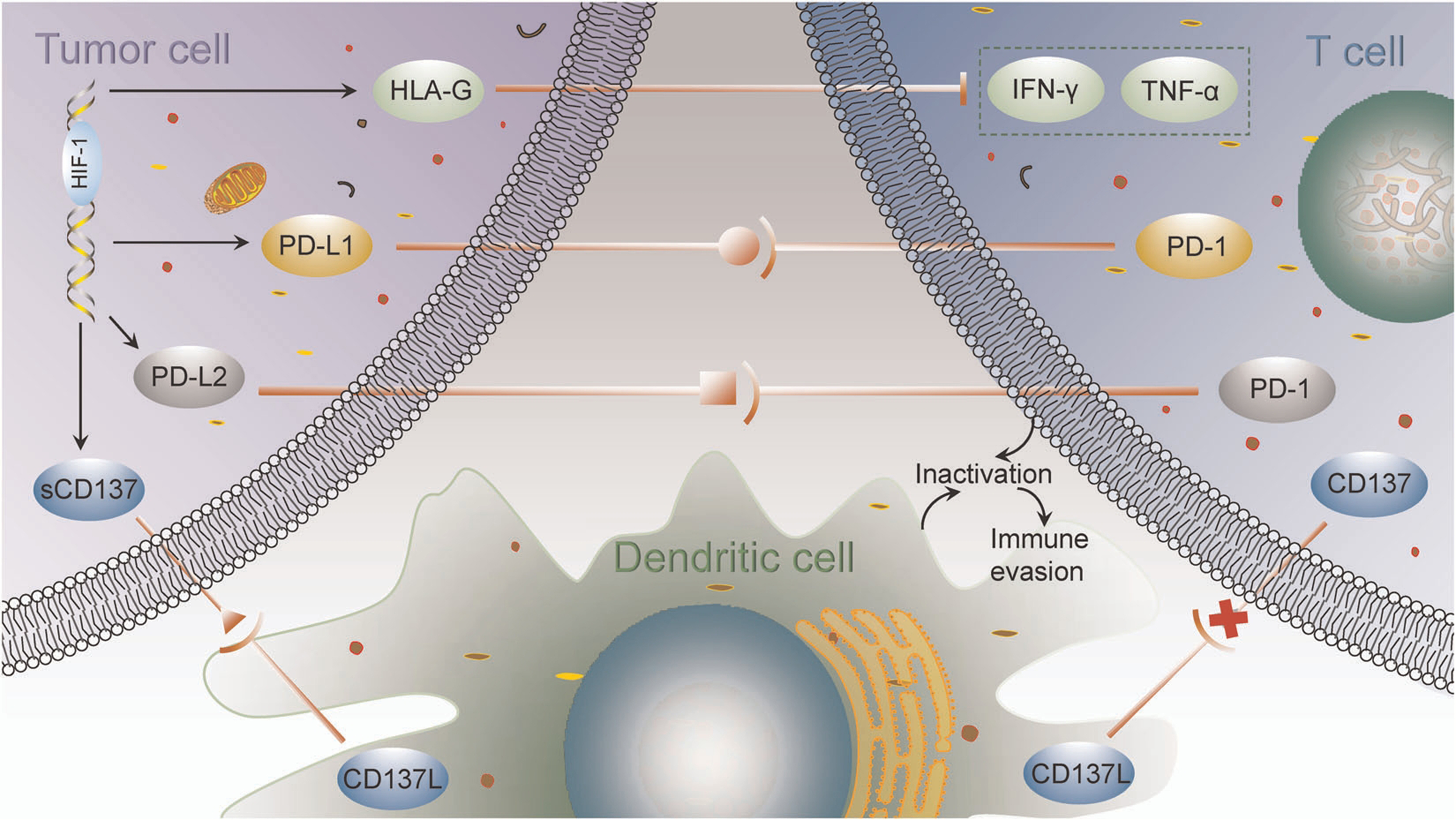 Targeting the hypoxia signaling pathway with nanomedicine to reverse immunotherapy resistance