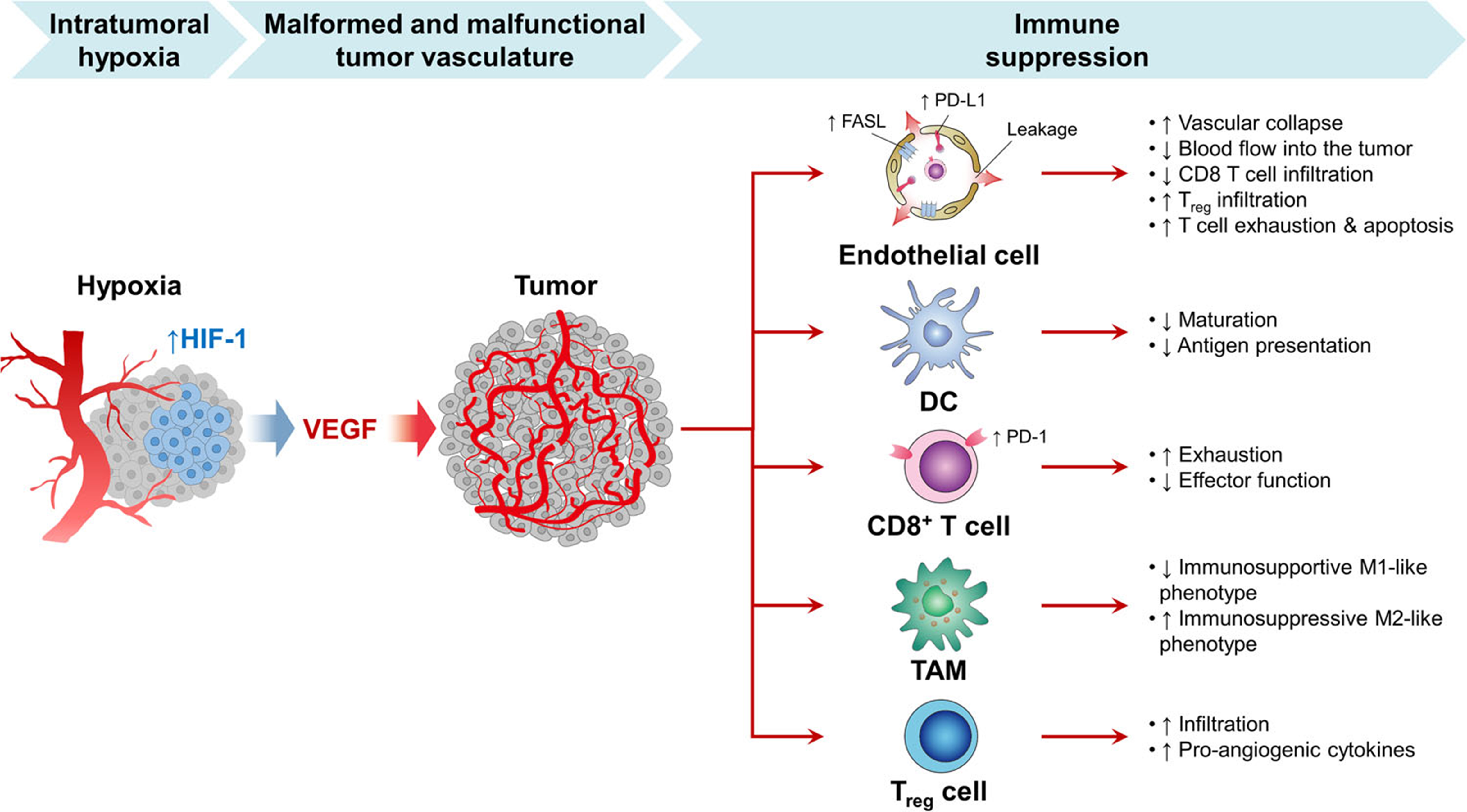 Targeting the hypoxia signaling pathway with nanomedicine to reverse immunotherapy resistance
