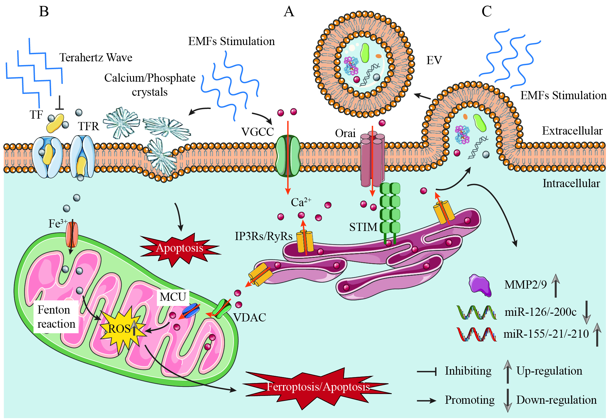 Bioelectromagnetic fields in prostate cancer: molecular mechanisms and therapeutic implications