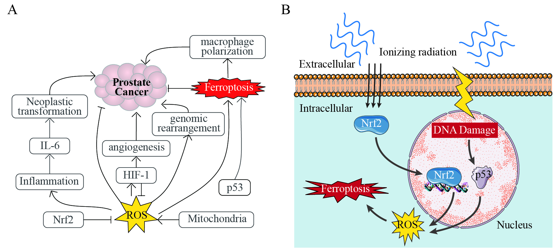 Bioelectromagnetic fields in prostate cancer: molecular mechanisms and therapeutic implications