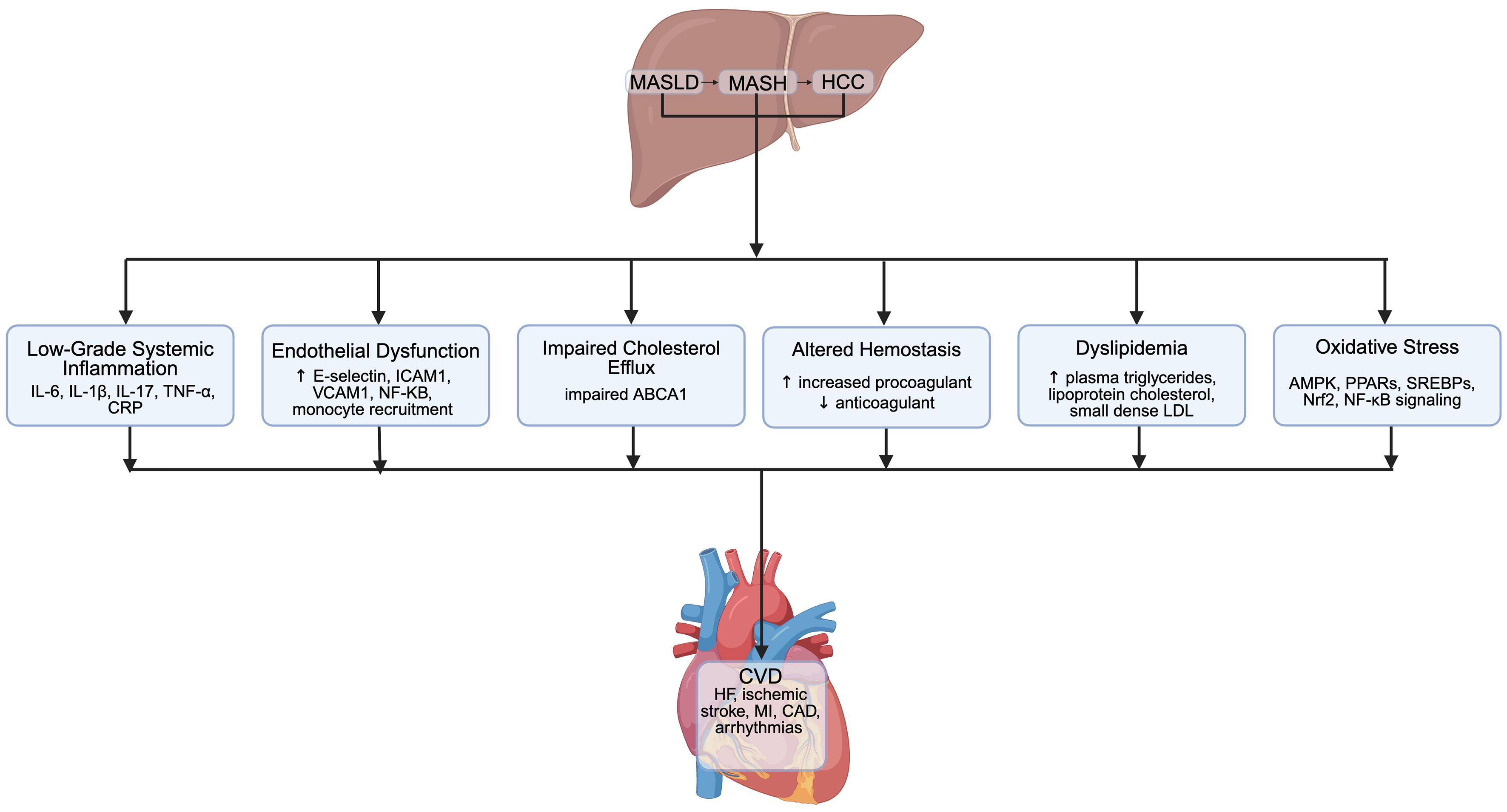 Extrahepatic manifestation of metabolic dysfunction-associated steatotic liver disease