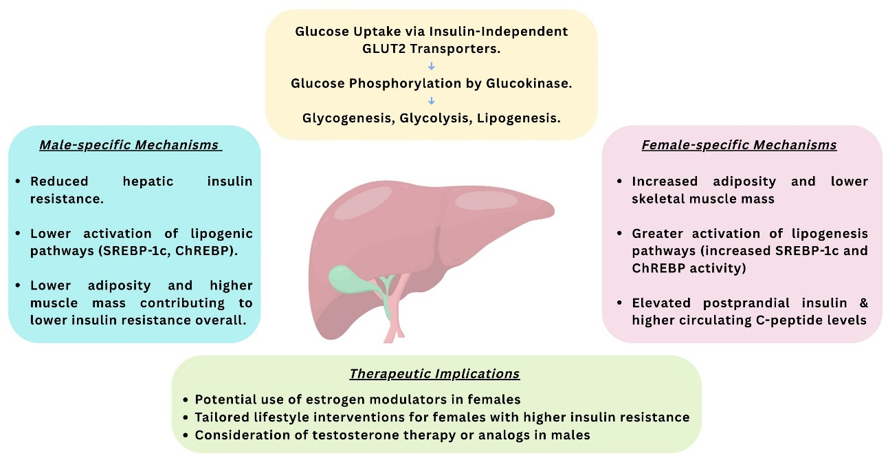 Type 1 diabetes mellitus: the liver’s role, sex-specific outcomes, and advances in disease-modifying therapies - a literature review