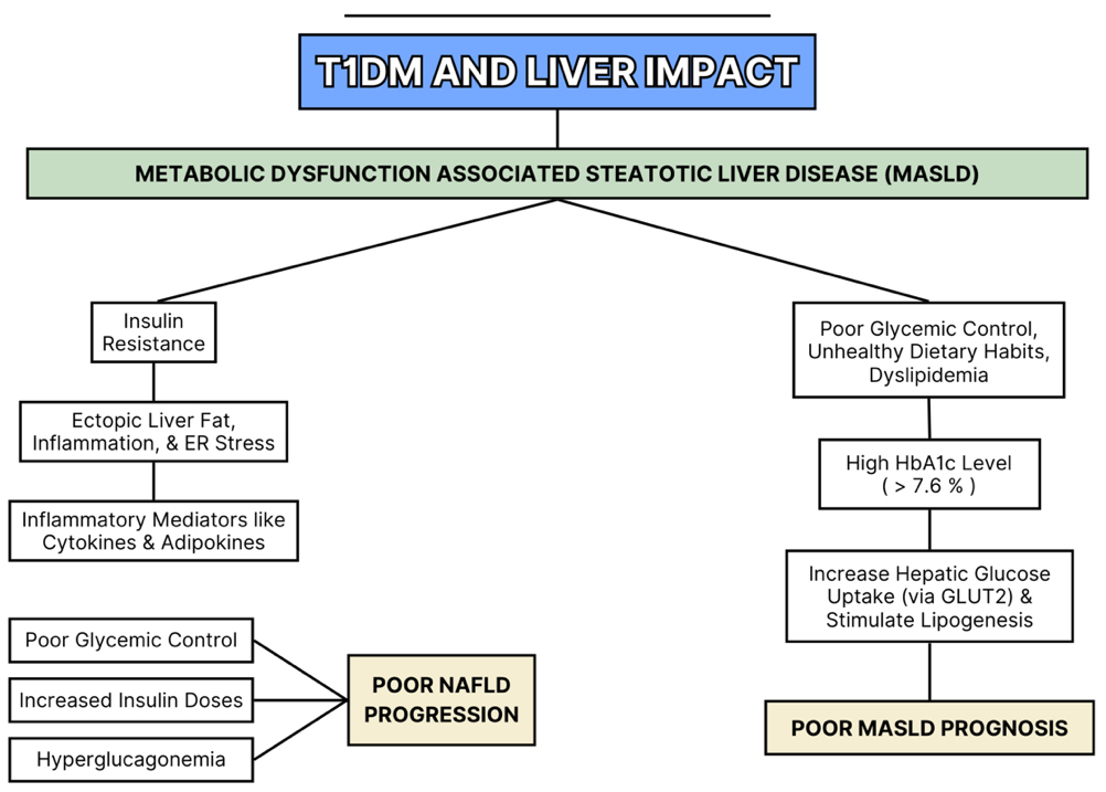 Type 1 diabetes mellitus: the liver’s role, sex-specific outcomes, and advances in disease-modifying therapies - a literature review