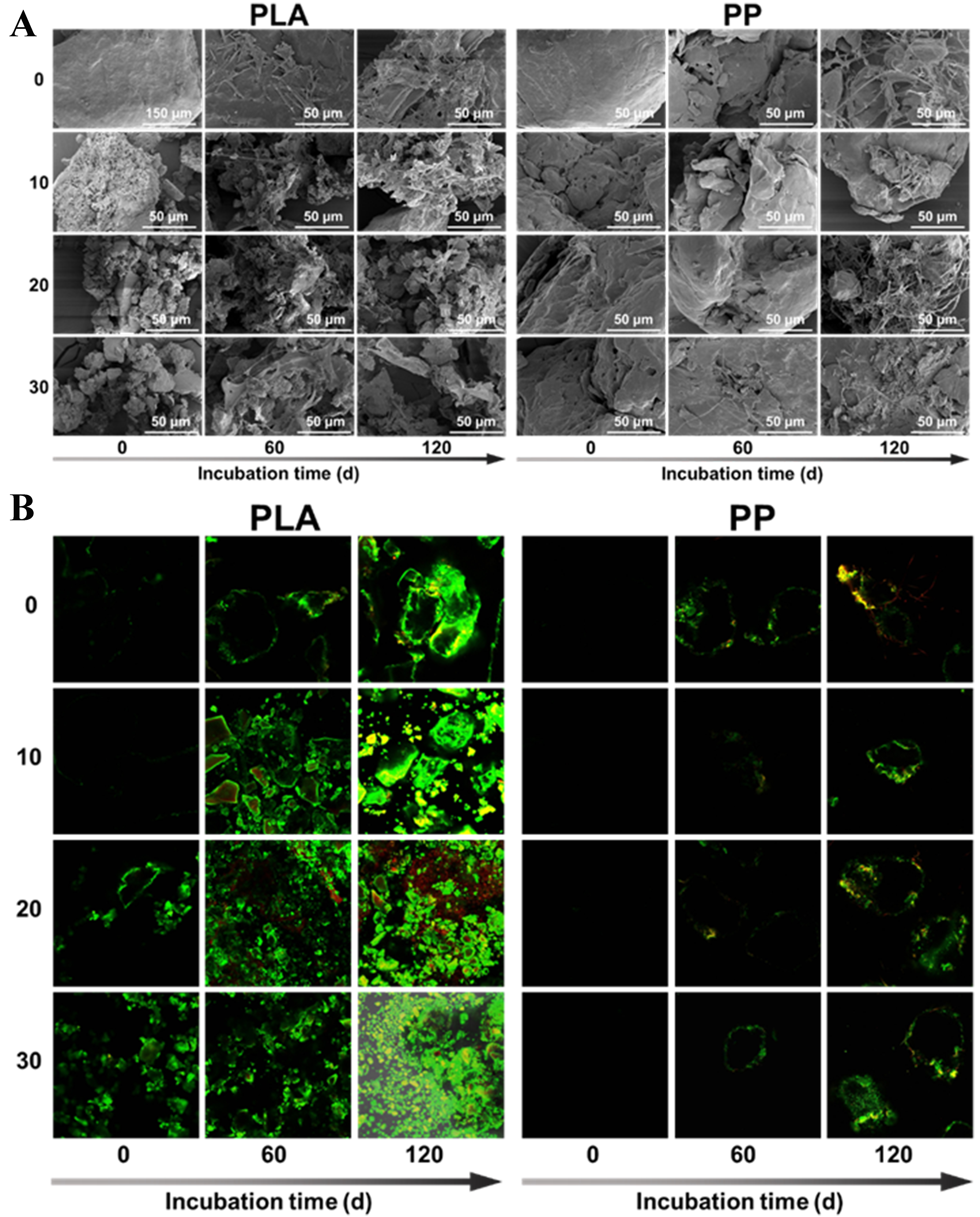 Effects of photoaging on biofilm development and microbial community in polypropylene and polylactic acid microplastics in freshwater