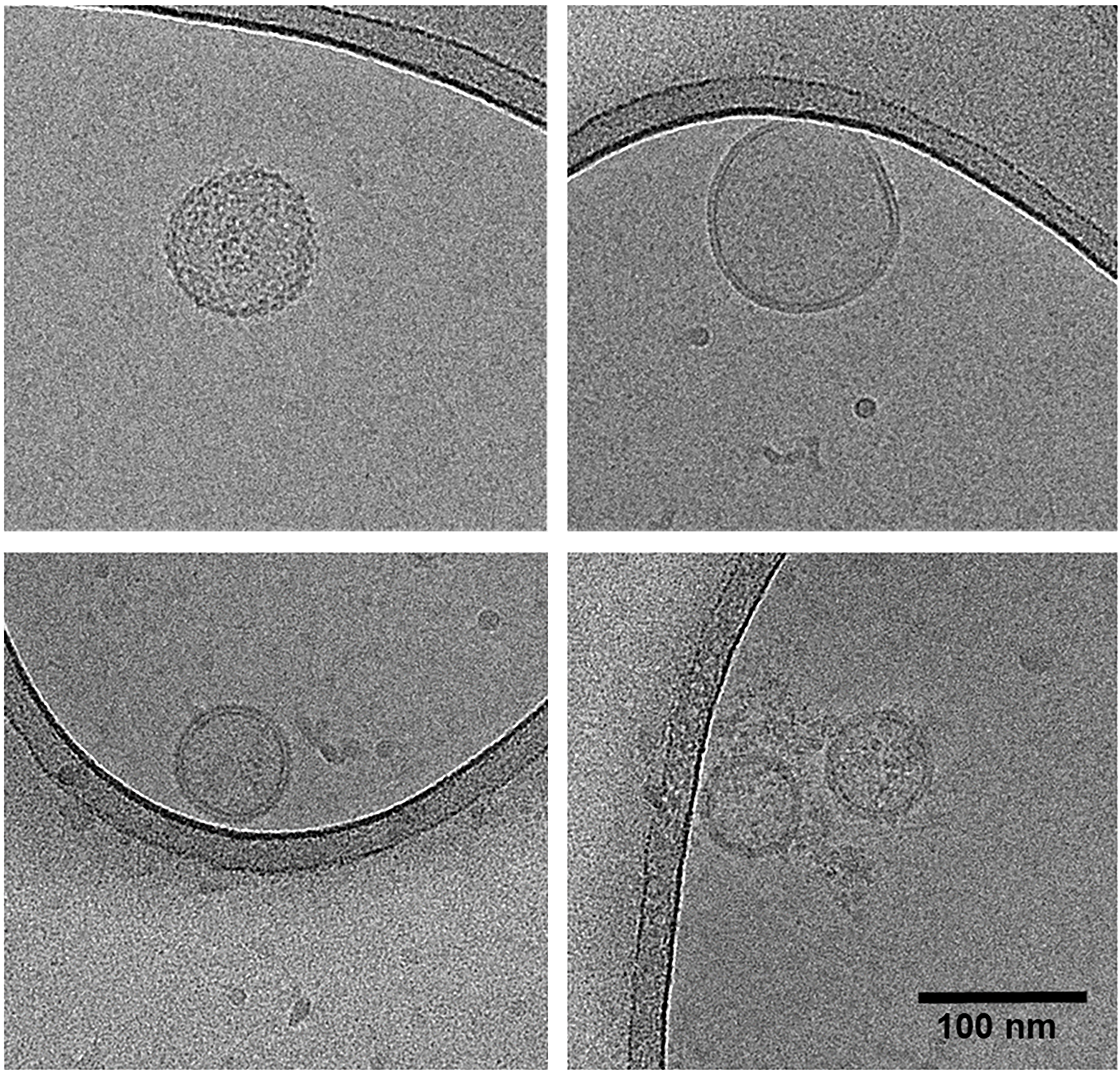 Assessment of the reproducibility of bacterial membrane vesicle isolation and characterization