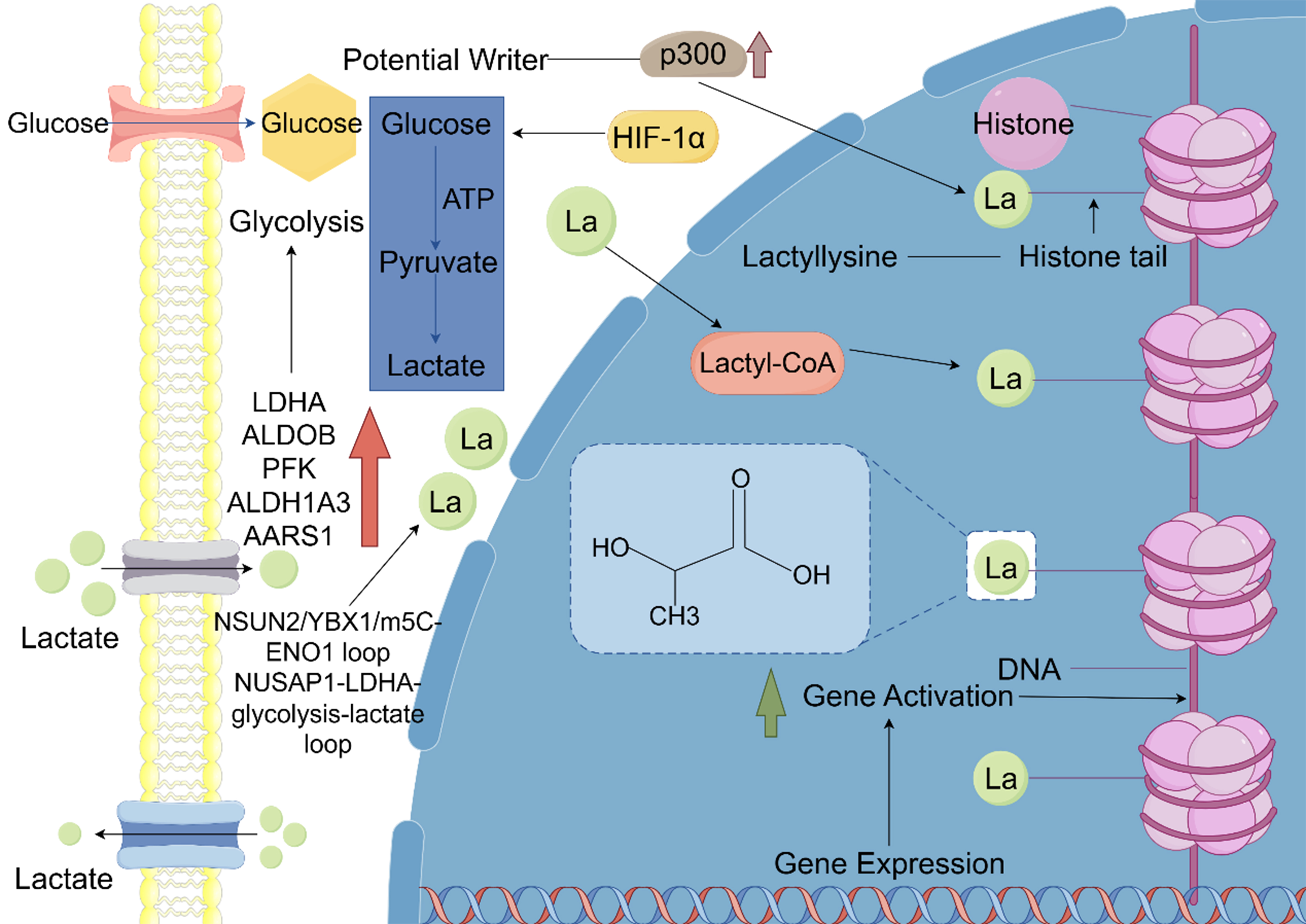 Lactylation: a novel driver of drug resistance in the tumor microenvironment