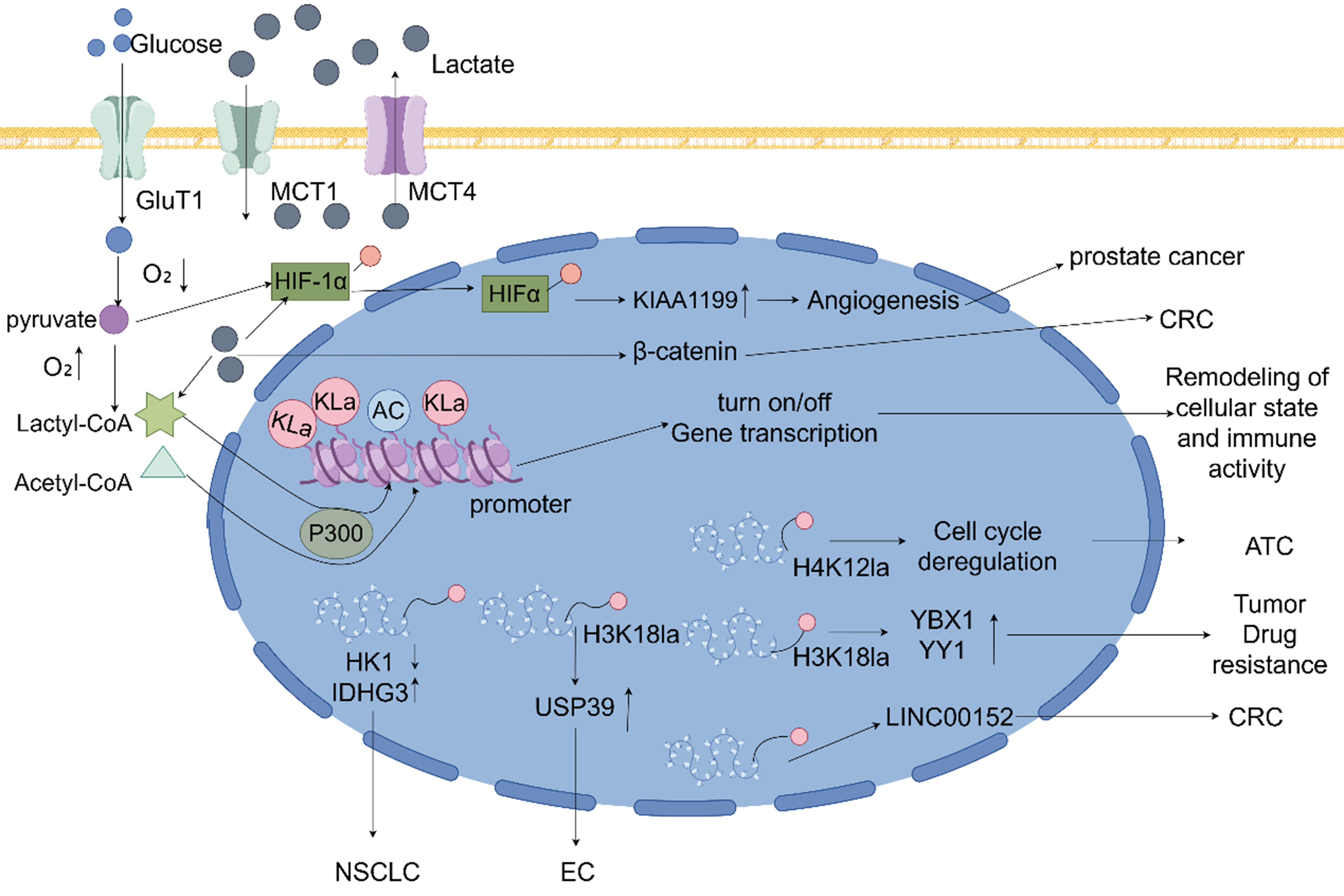 Lactylation: a novel driver of drug resistance in the tumor microenvironment