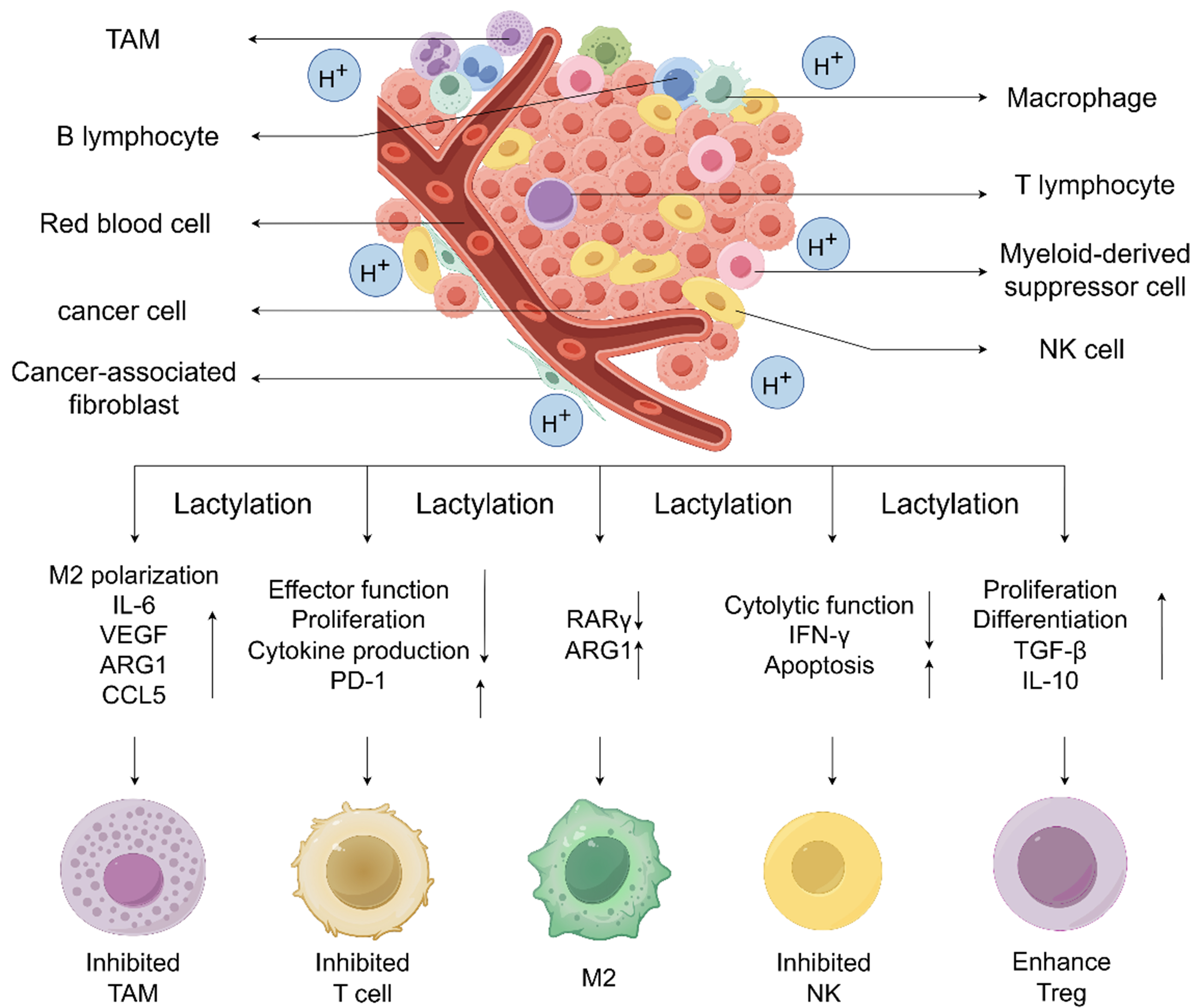 Lactylation: a novel driver of drug resistance in the tumor microenvironment