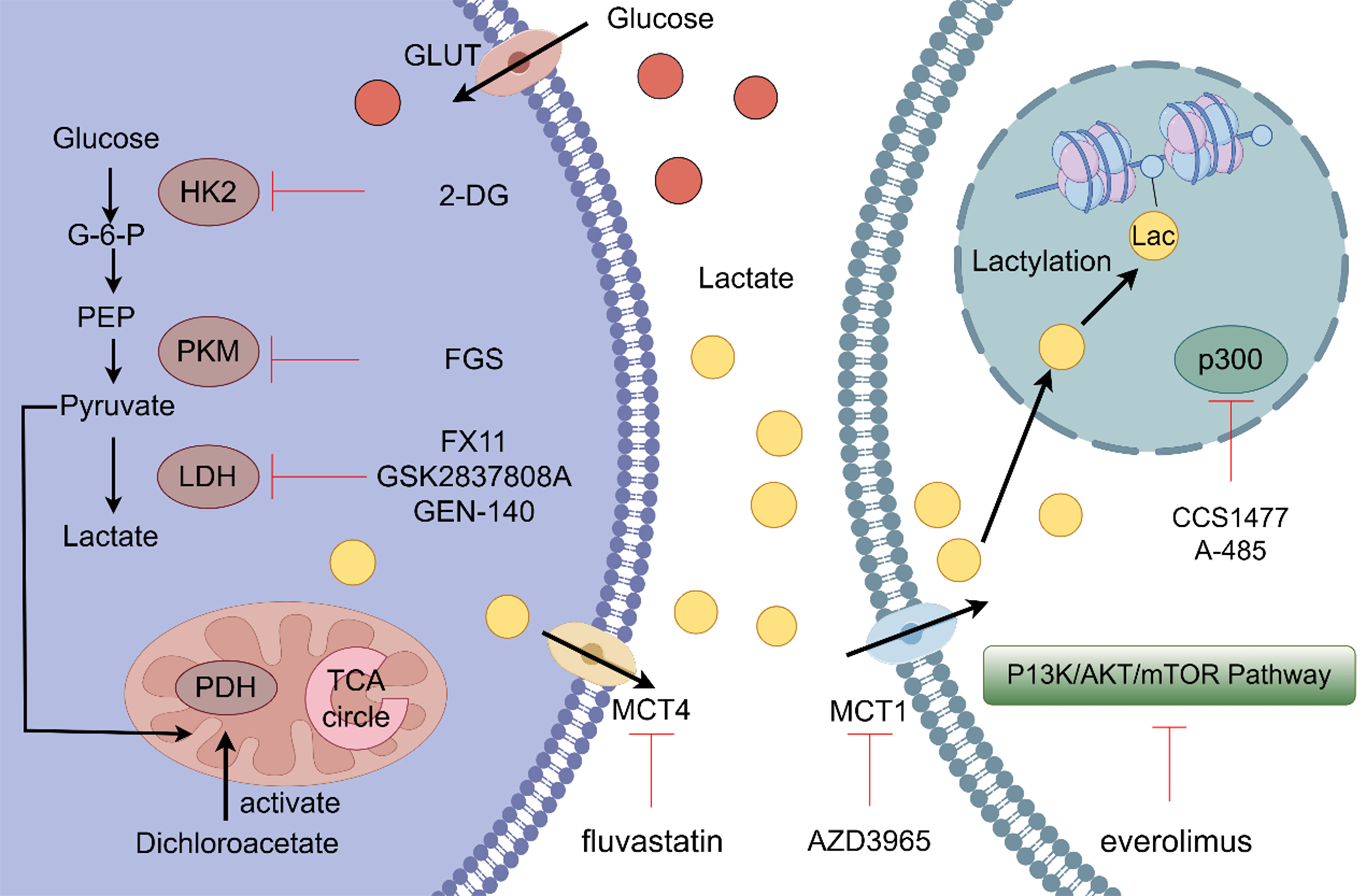 Lactylation: a novel driver of drug resistance in the tumor microenvironment