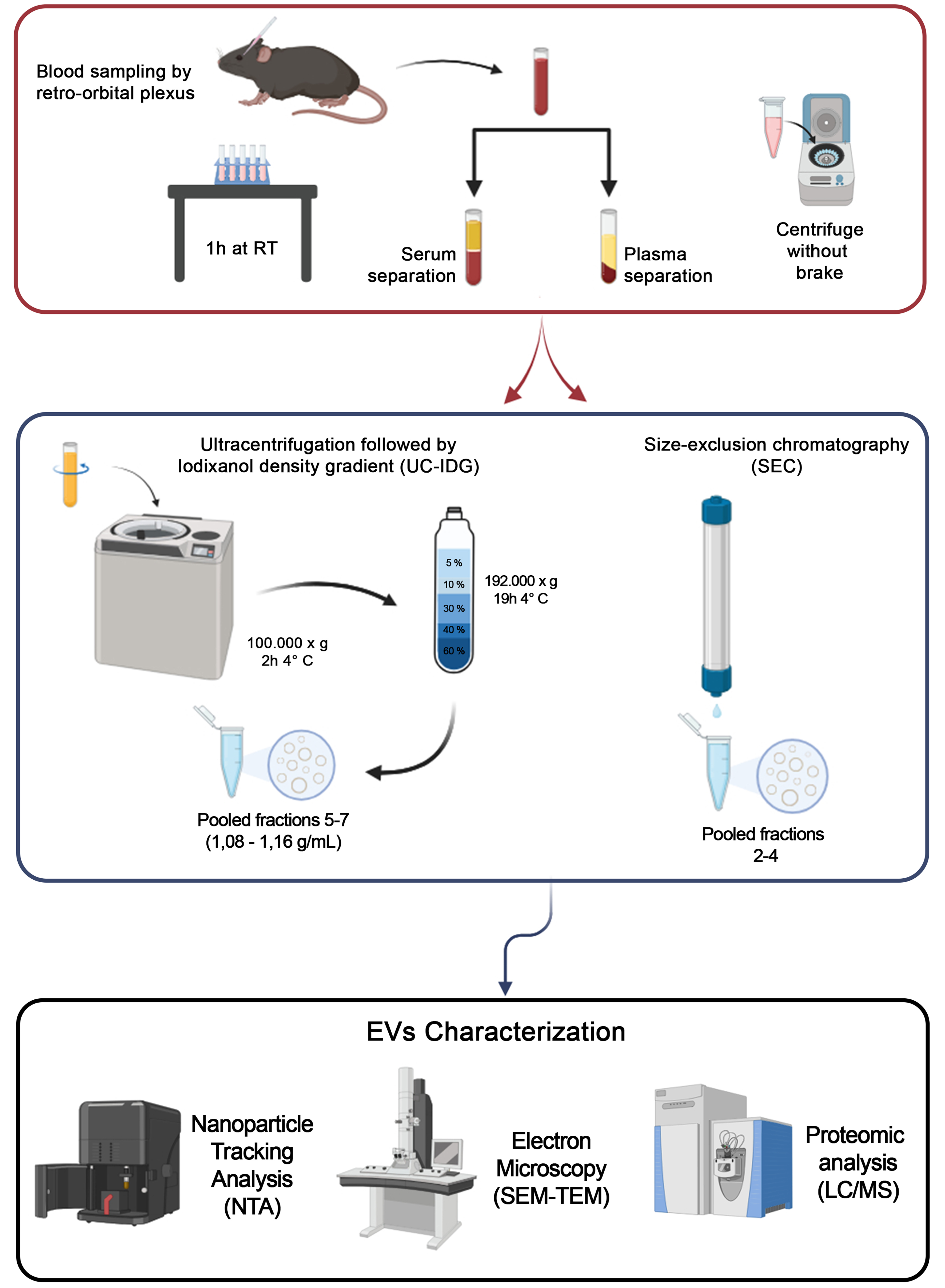 Improvement of small extracellular vesicle isolation from mouse model blood