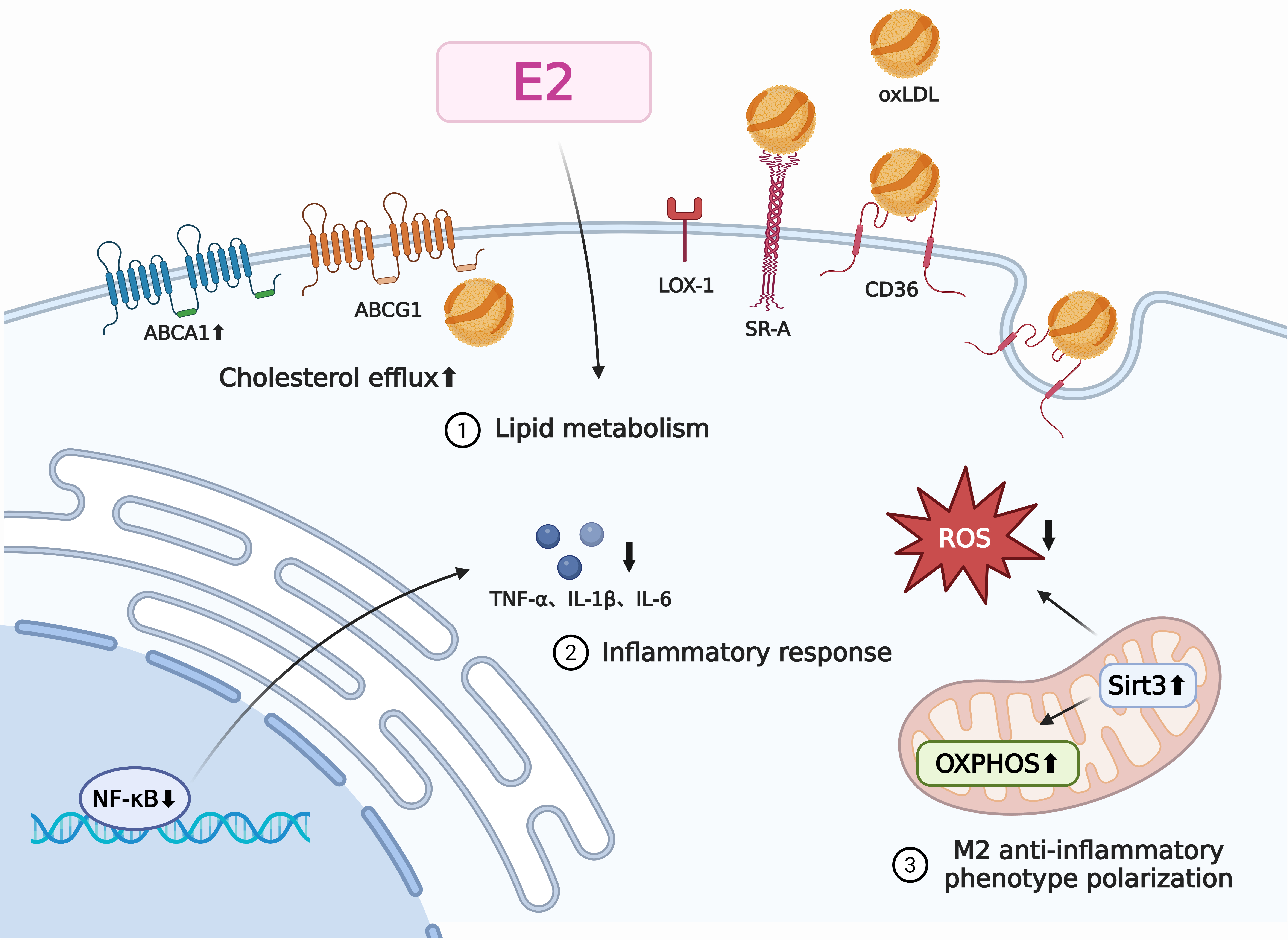 Atherosclerosis in women: immune regulation under sex differences