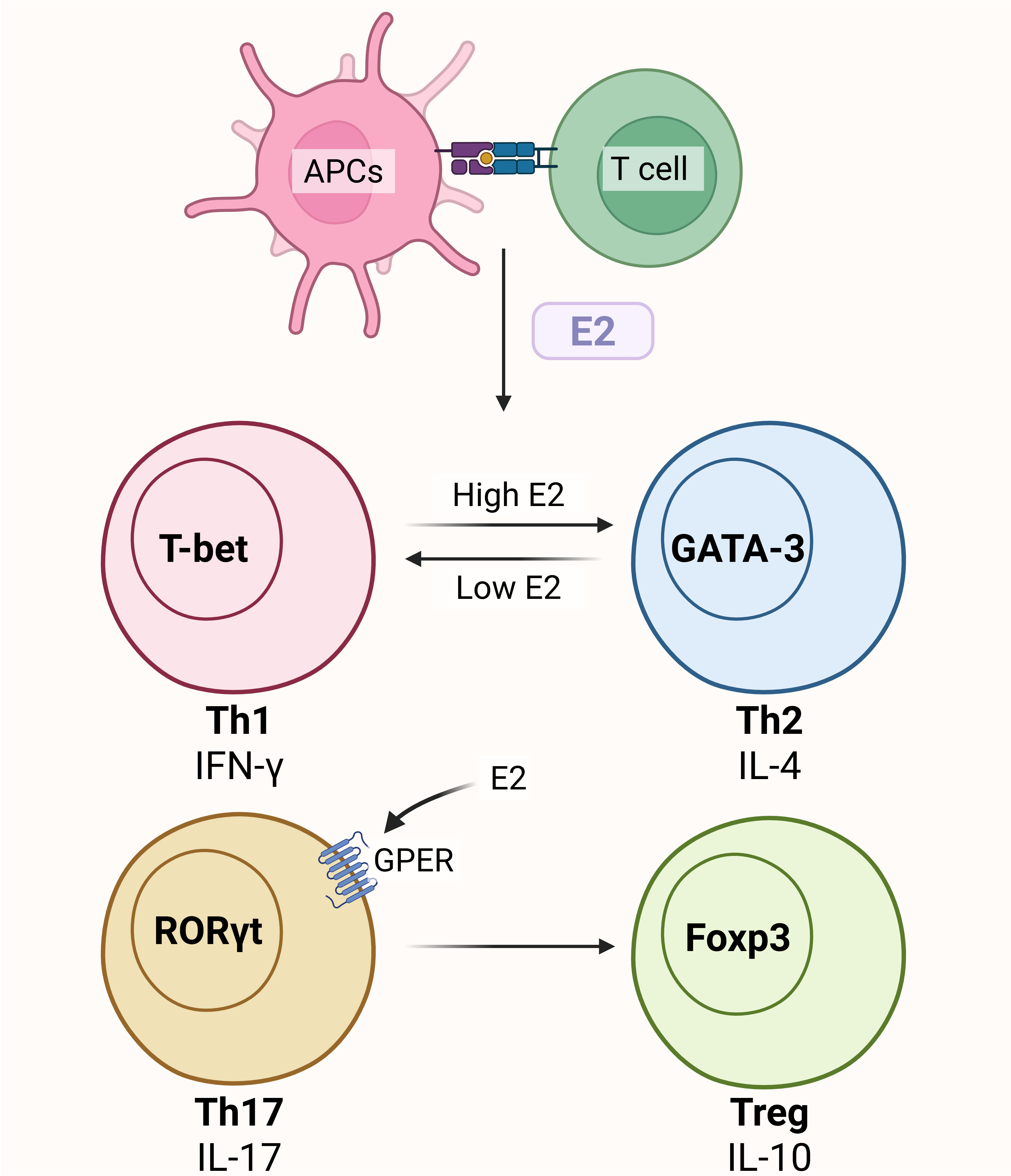 Atherosclerosis in women: immune regulation under sex differences