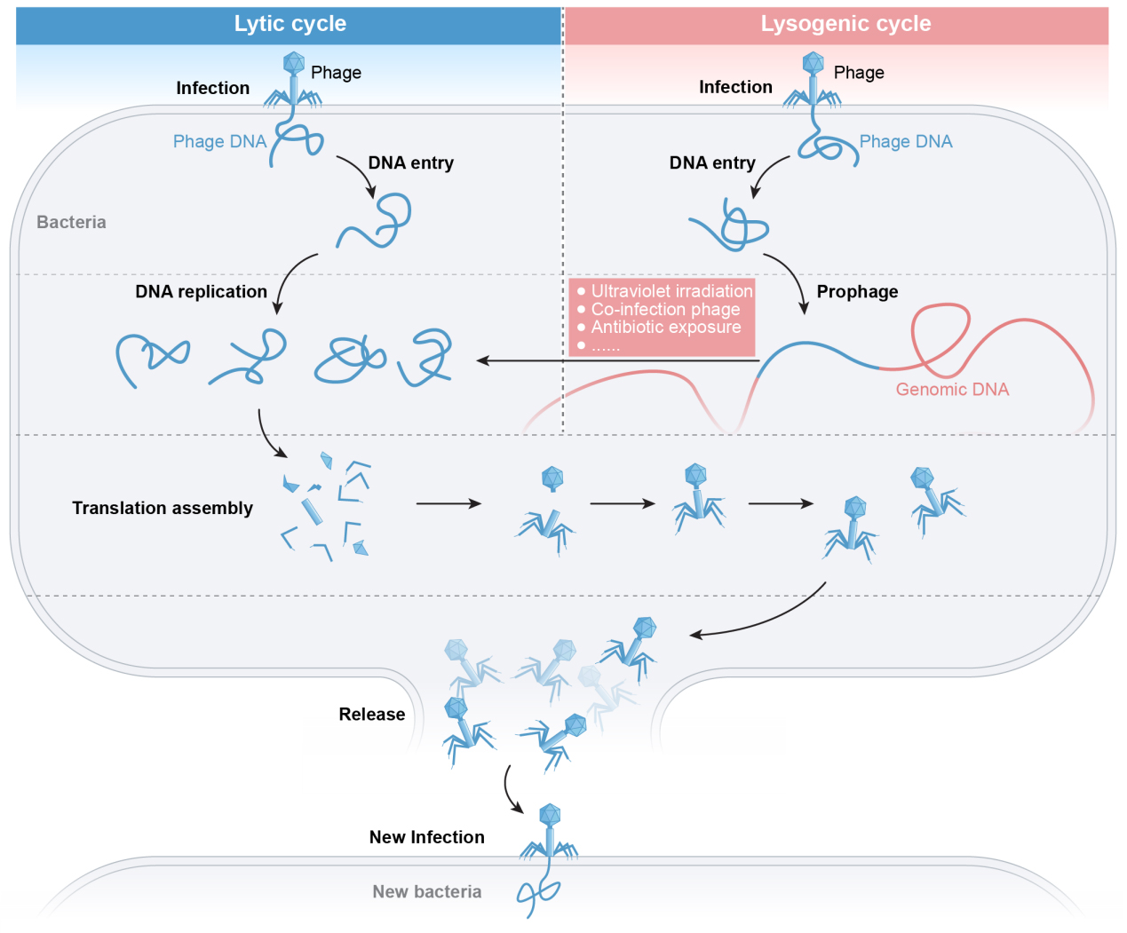 Phage therapy as a revitalized weapon for treating clinical diseases