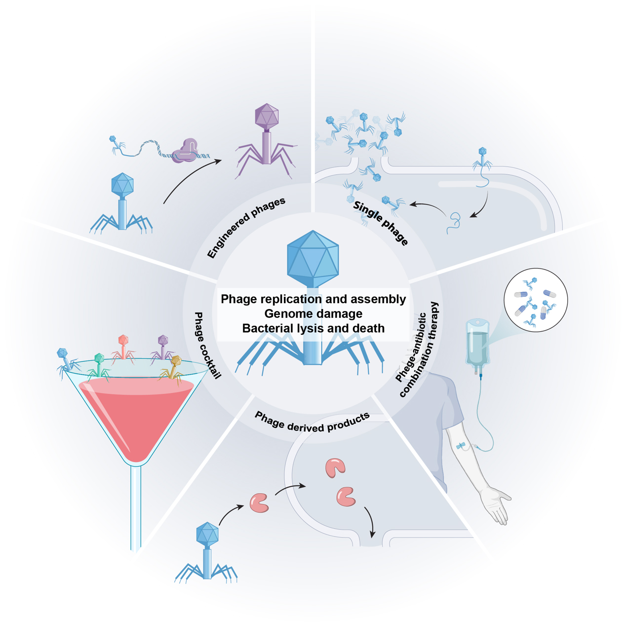 Phage therapy as a revitalized weapon for treating clinical diseases