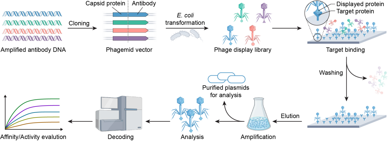 Phage therapy as a revitalized weapon for treating clinical diseases