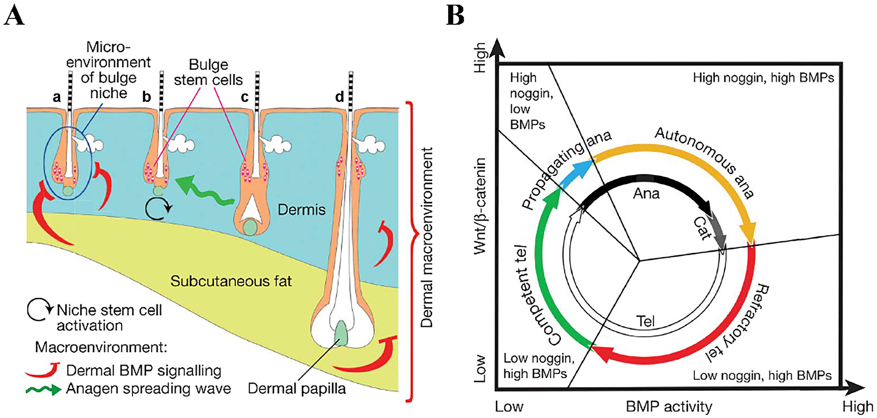 Microneedle-mediated therapies in hair loss: applications, mechanisms, and future directions