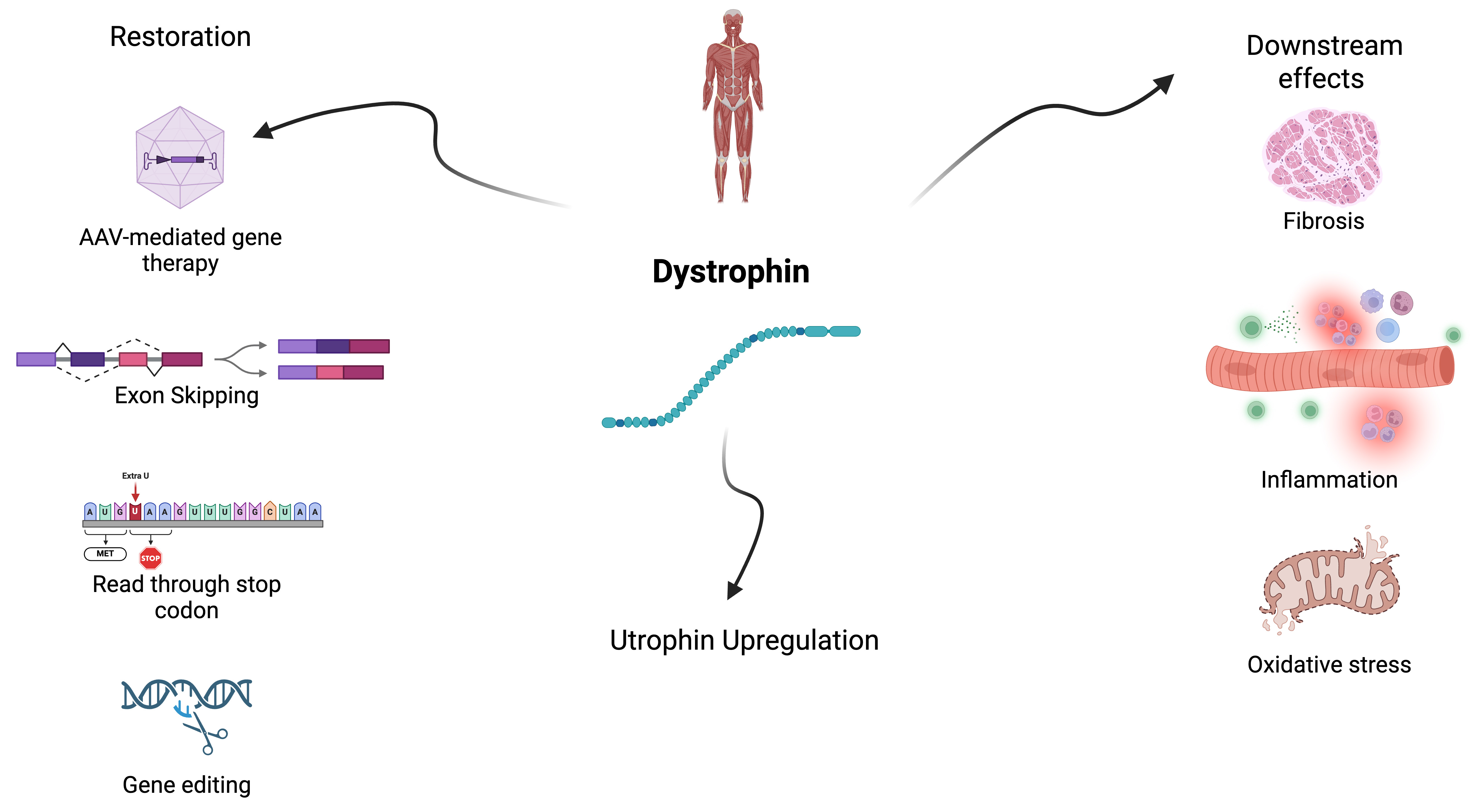 An appraisal of emerging dystrophin restoration therapies in Duchenne muscular dystrophy