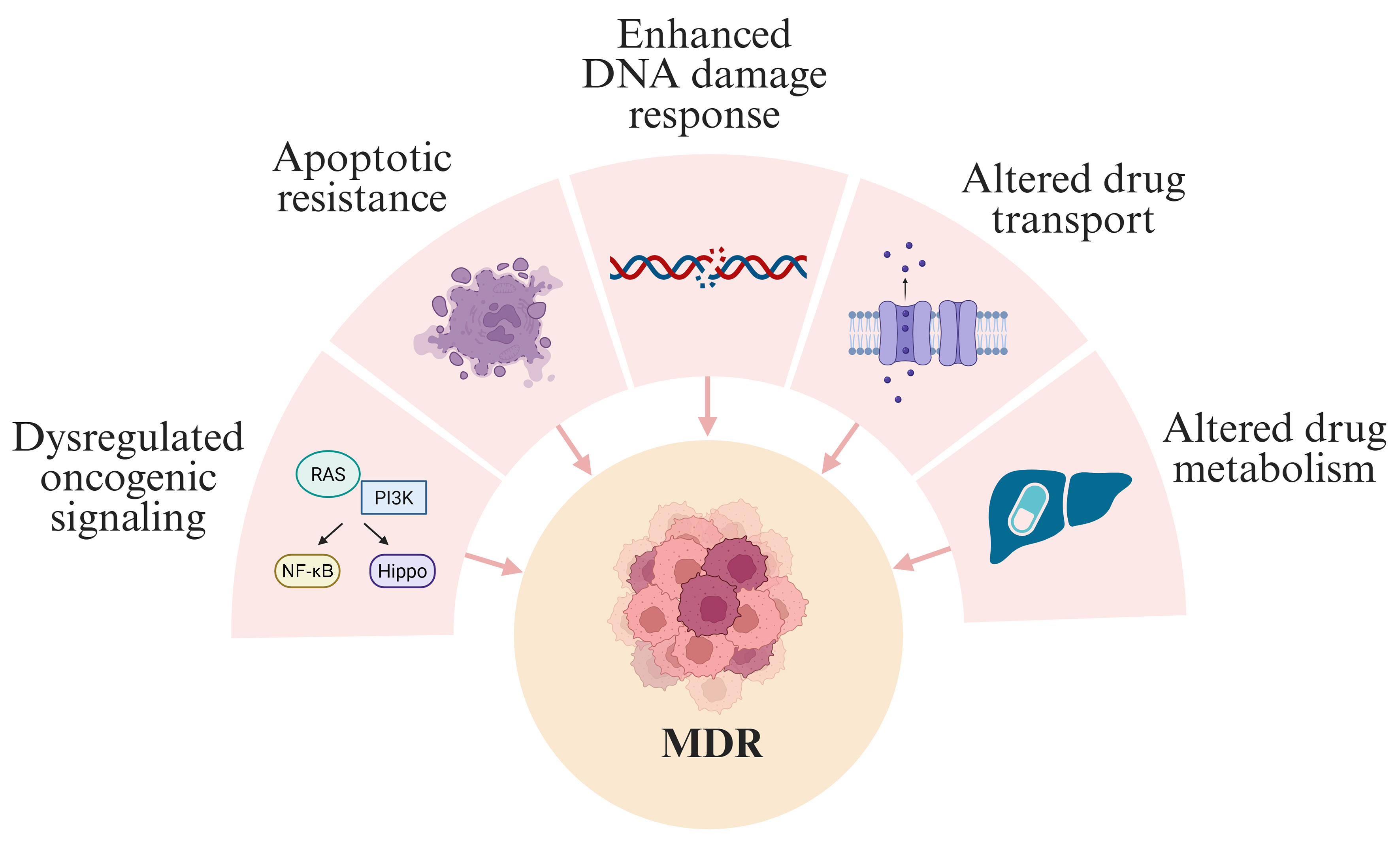 Disrupting resistance: novel therapeutic approaches to combat multidrug resistance in fusion-negative rhabdomyosarcoma