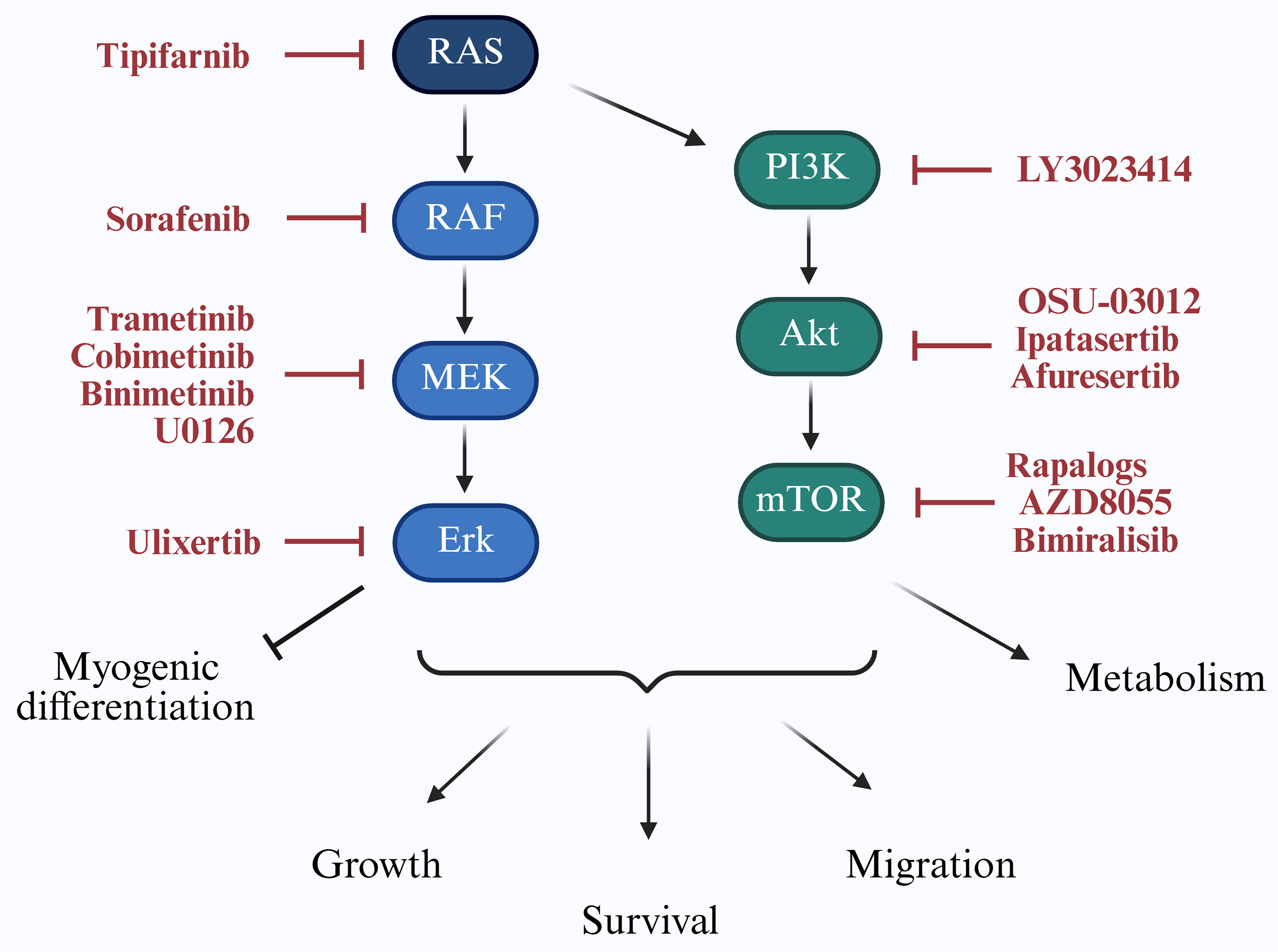 Disrupting resistance: novel therapeutic approaches to combat multidrug resistance in fusion-negative rhabdomyosarcoma