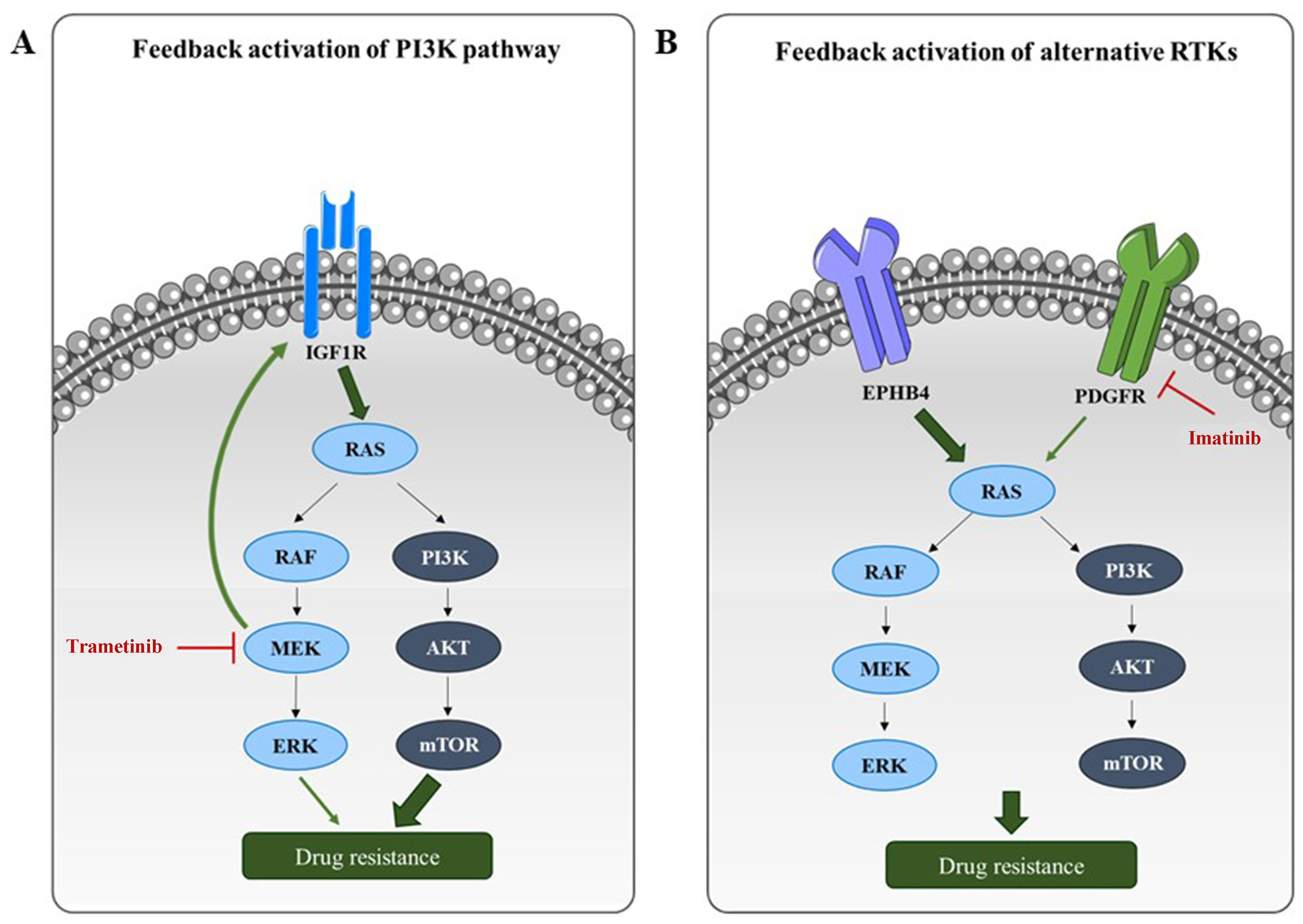 Disrupting resistance: novel therapeutic approaches to combat multidrug resistance in fusion-negative rhabdomyosarcoma