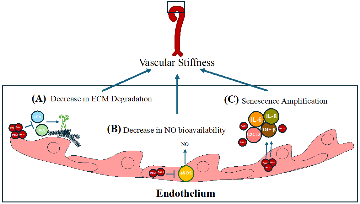 Role of plasminogen activator inhibitor-1 (PAI-1) in age-related cardiovascular pathophysiology