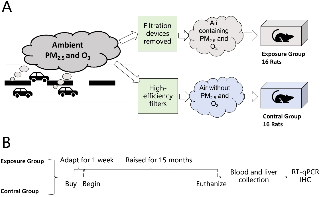PM<sub>2.5</sub> and O<sub>3</sub> co-exposure affecting serum LDL-C: evidence from epidemiology and animal models