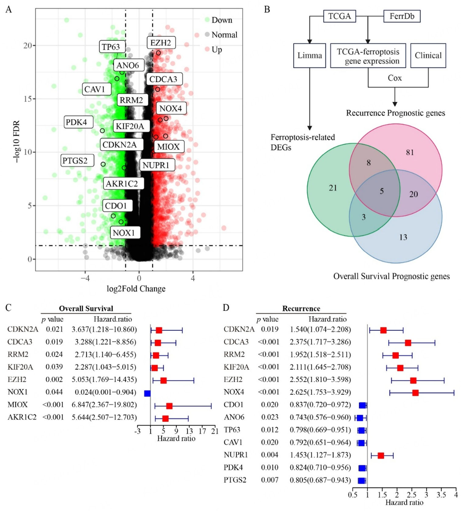 A ferroptosis-based gene signature for relapse prediction in prostate adenocarcinoma