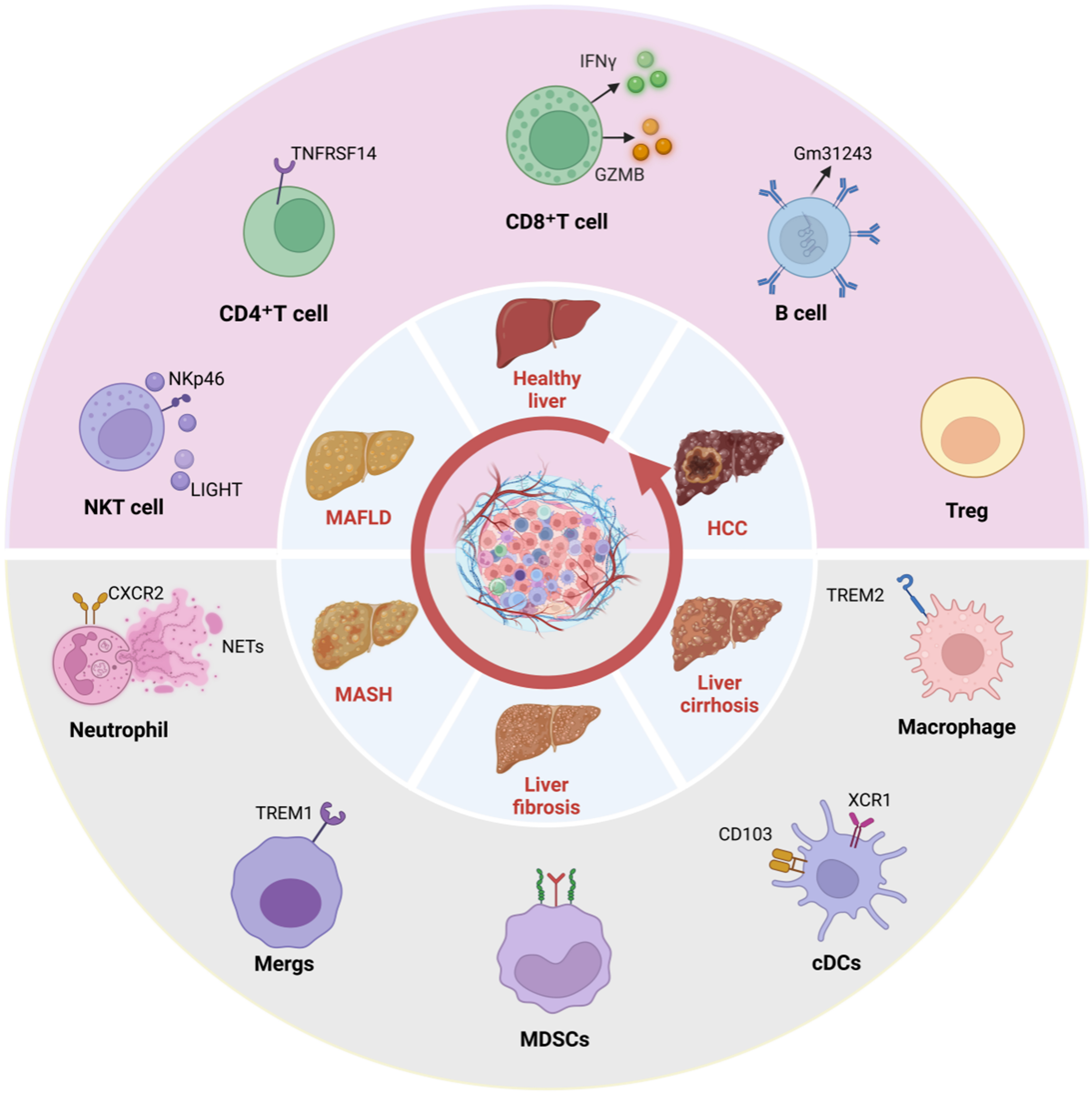 Immune microenvironment and immunotherapy strategies in MAFLD-related hepatocellular carcinoma