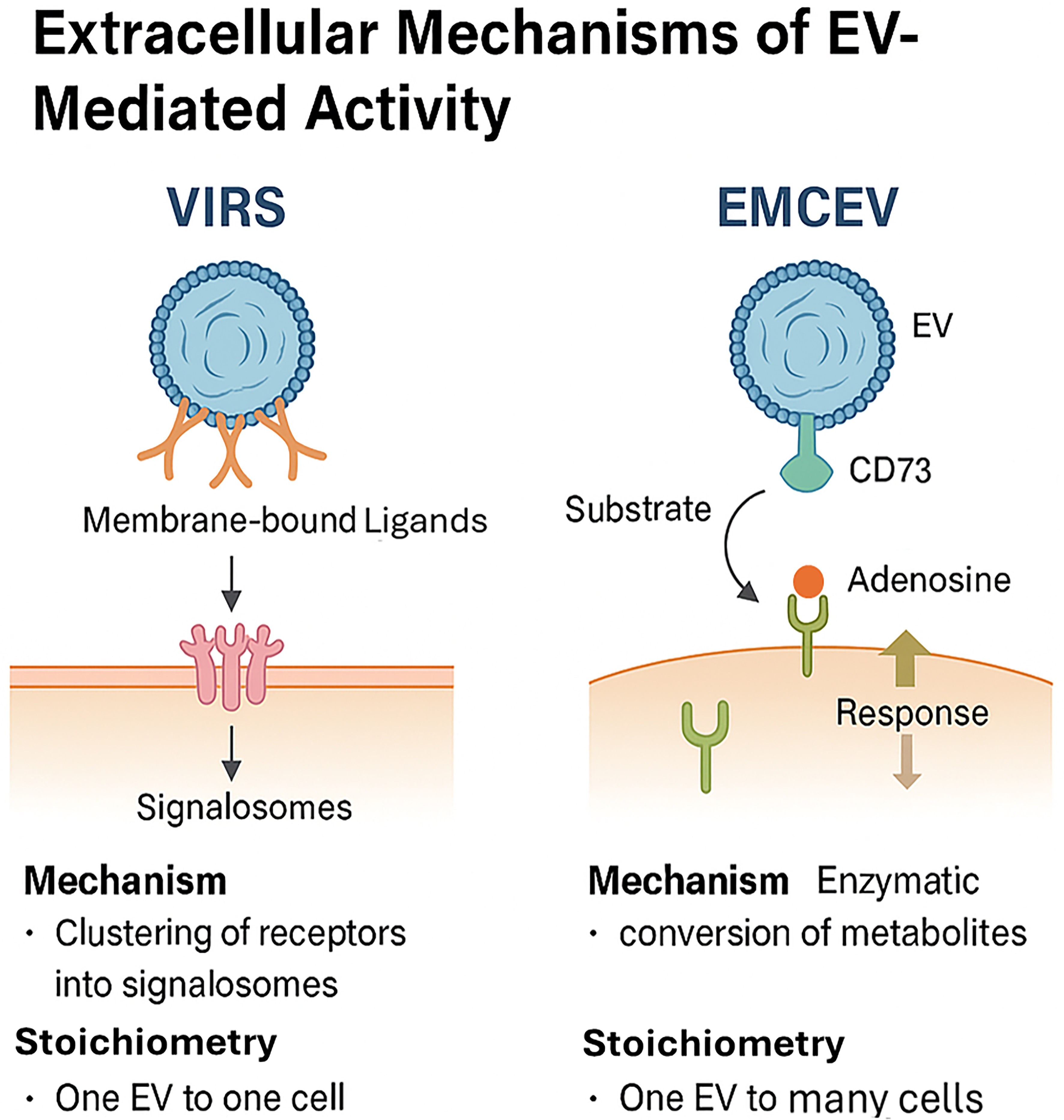 Rethinking miRNAs in MSC-sEV therapeutics: implications for manufacture, mechanism of action, and development of robust potency CQAs