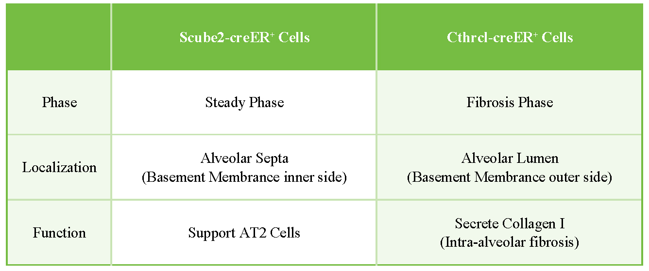 The crucial role of alveolar fibroblasts in pulmonary fibrosis