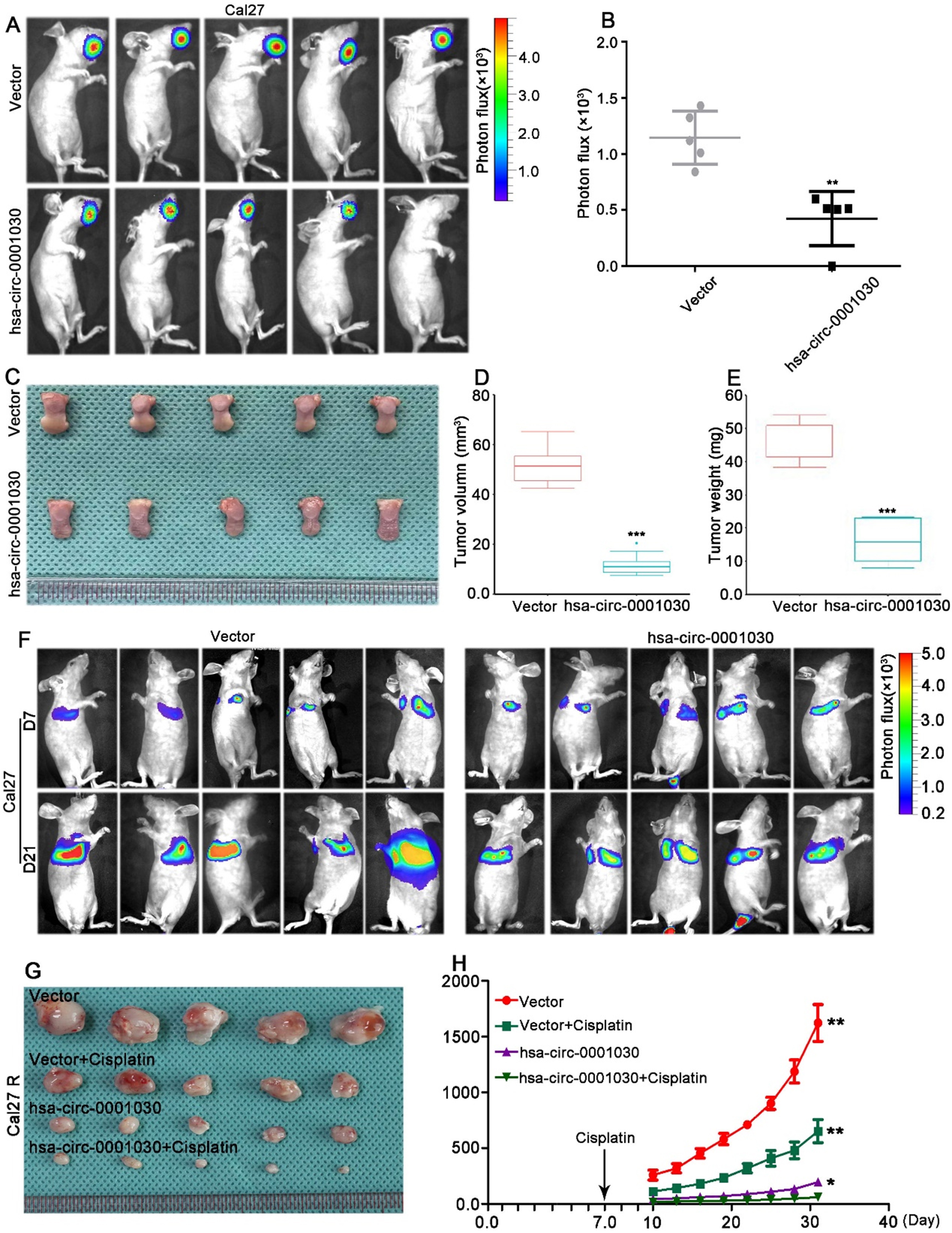 Circular RNA hsa-circ-0001030 suppresses proliferation and cisplatin tolerance in TSCC via interaction with PKM2
