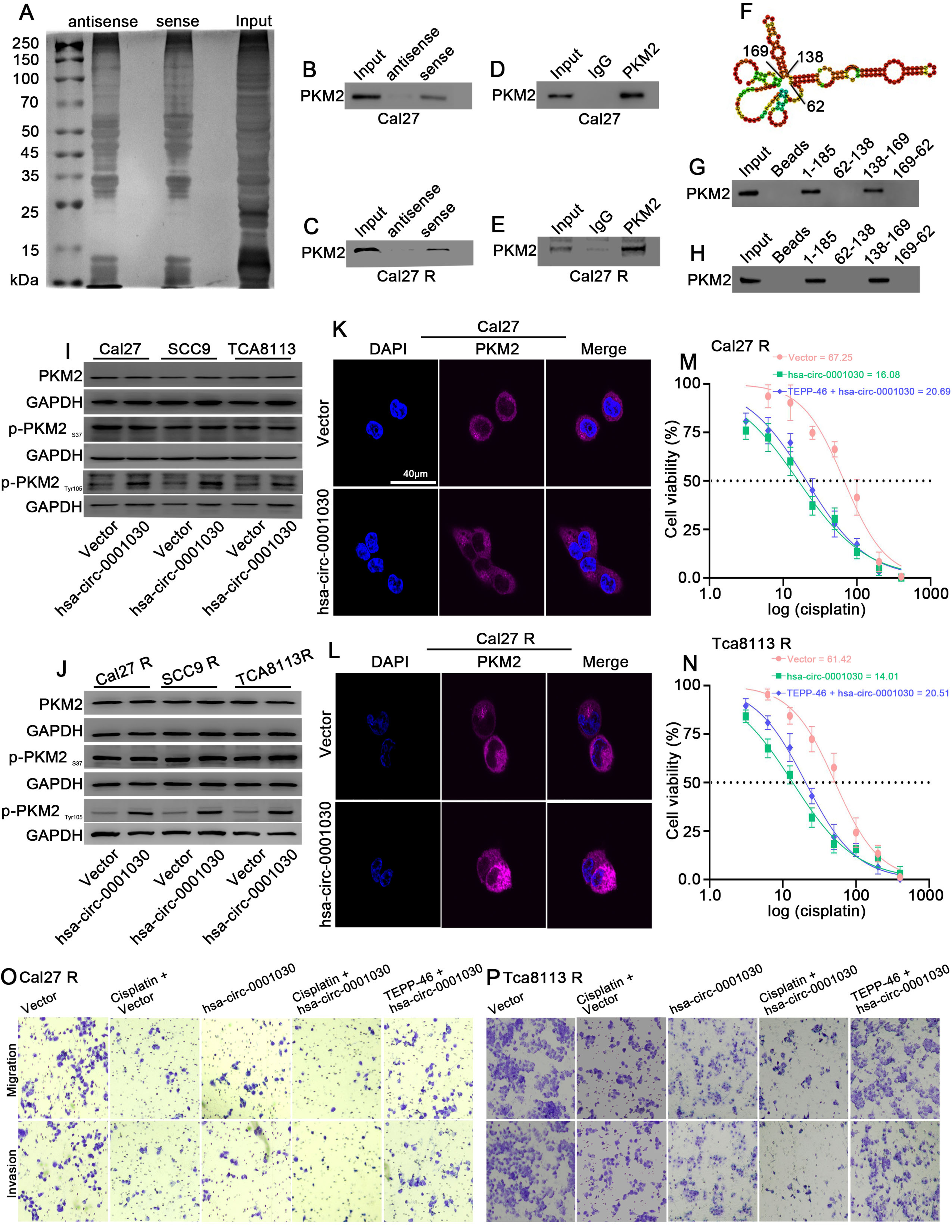 Circular RNA hsa-circ-0001030 suppresses proliferation and cisplatin tolerance in TSCC via interaction with PKM2