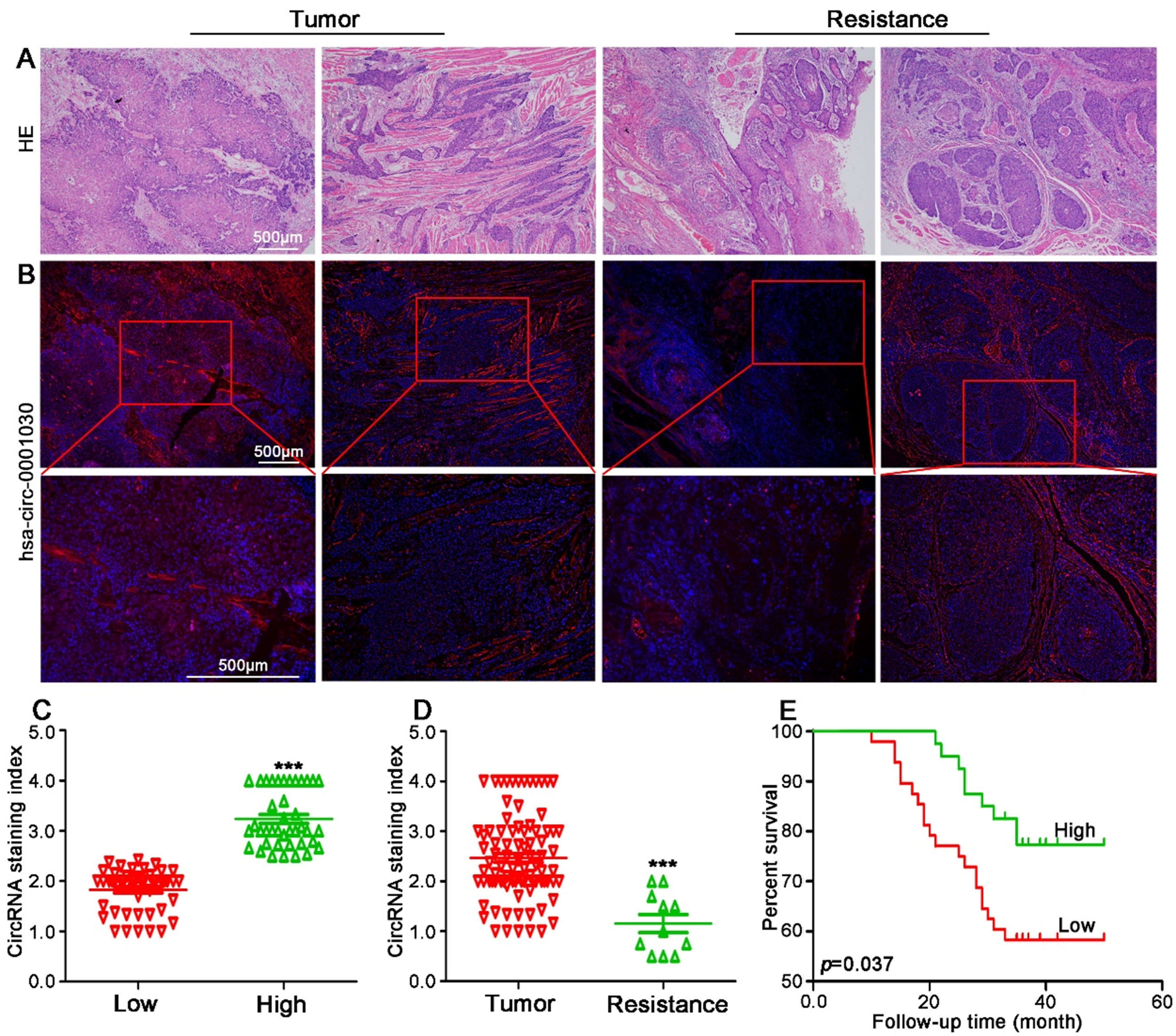 Circular RNA hsa-circ-0001030 suppresses proliferation and cisplatin tolerance in TSCC via interaction with PKM2