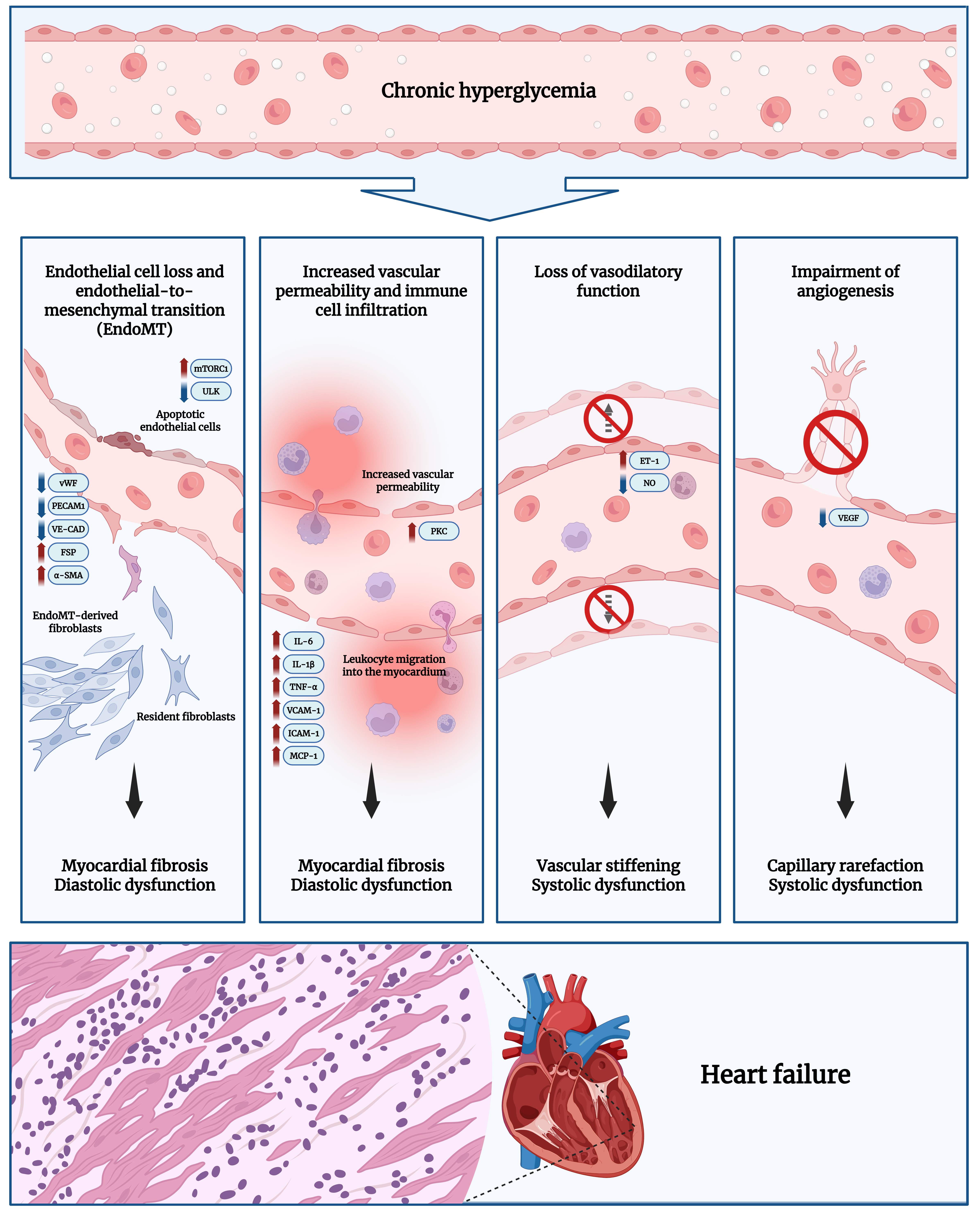 Endothelial dysfunction as a driver of microvascular injury in diabetic cardiomyopathy